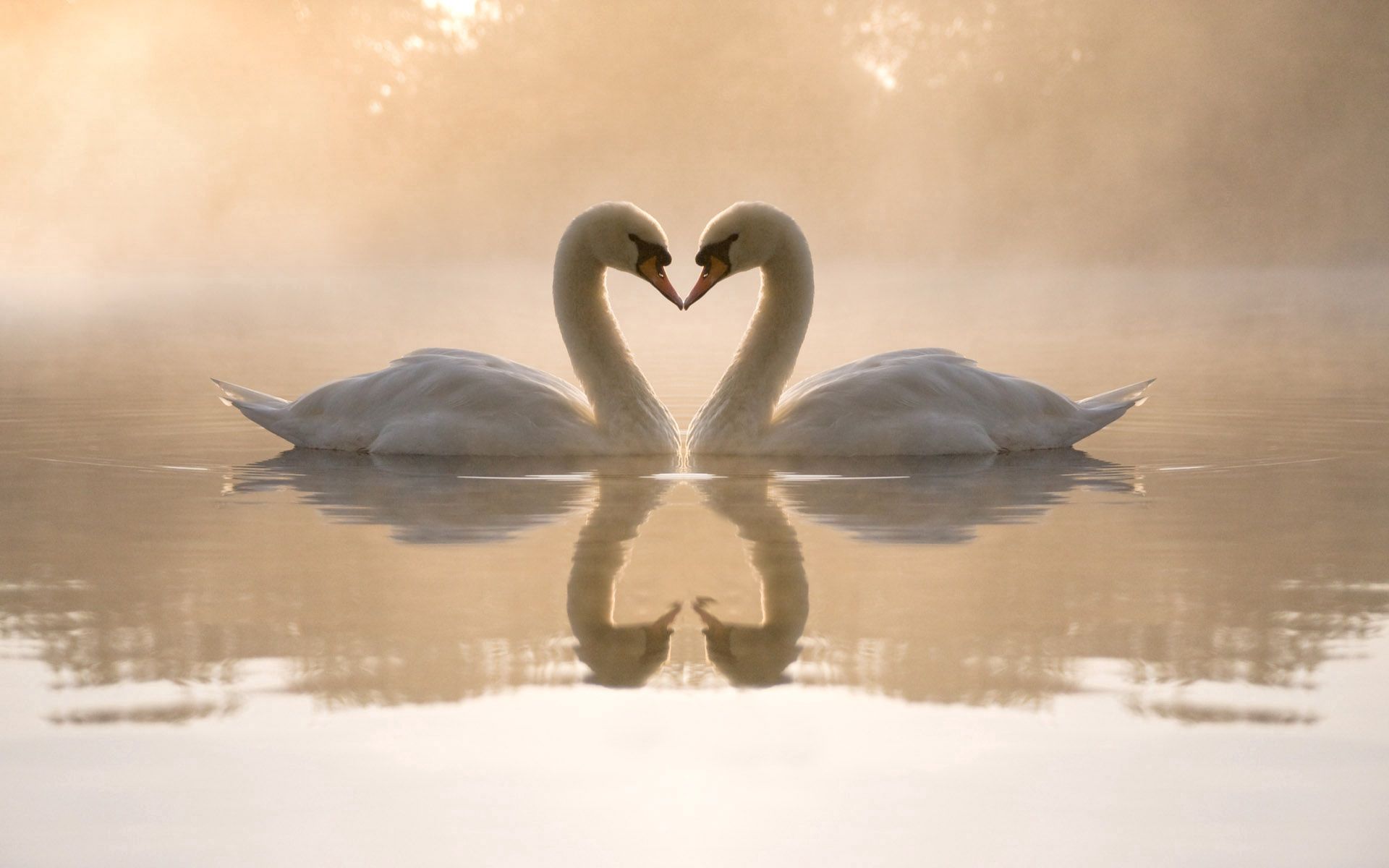 136200 Bild herunterladen swans, herzen, liebe, see, ein herz - Hintergrundbilder und Bildschirmschoner kostenlos