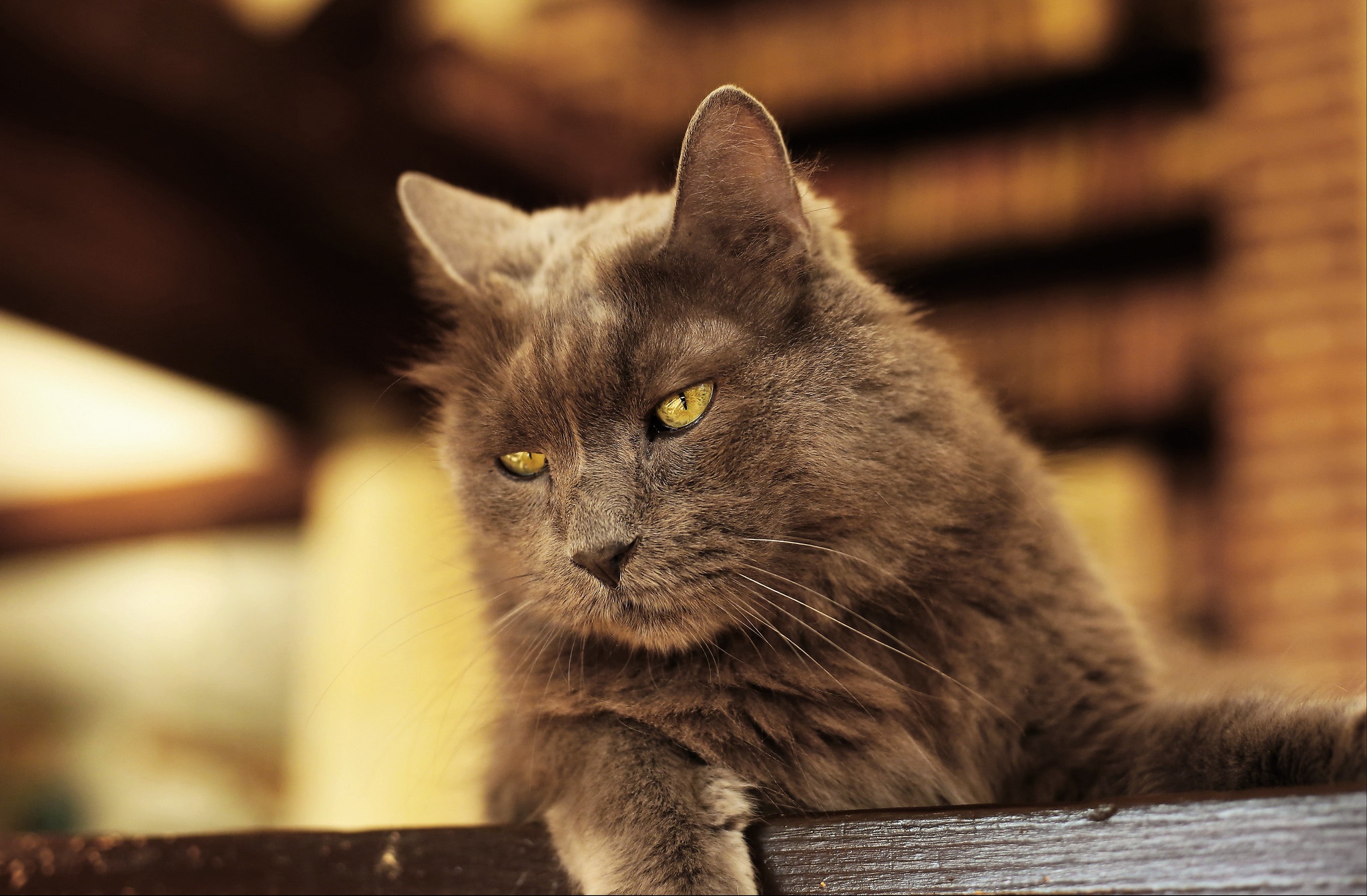 Baixe gratuitamente a imagem Animais, Gatos, Gato na área de trabalho do seu PC