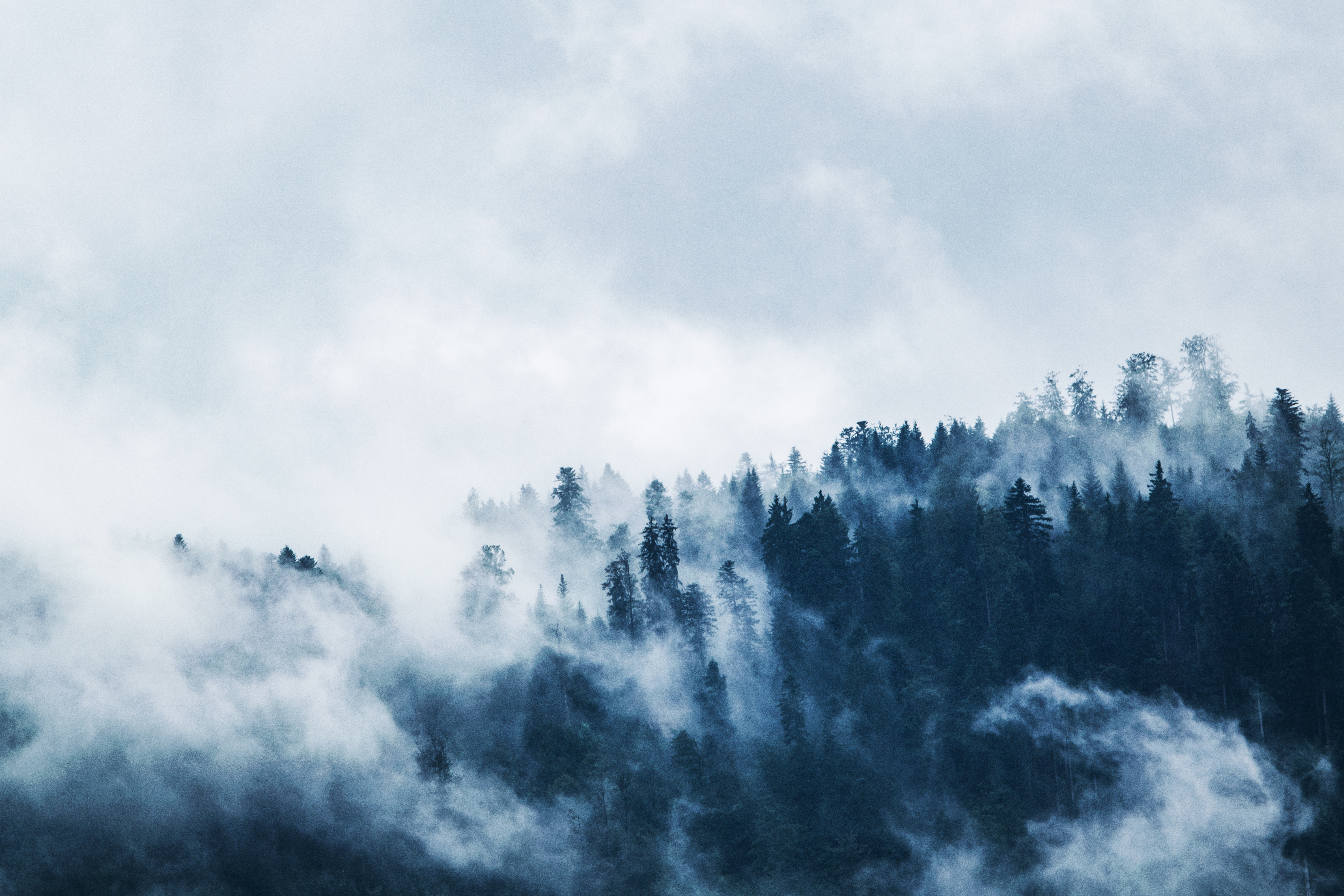 Download mobile wallpaper Nature, Forest, Fog, Earth for free.