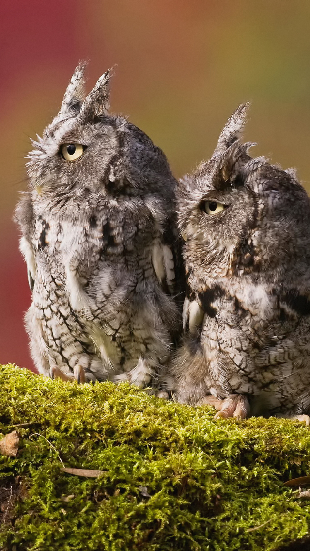 Download mobile wallpaper Birds, Owl, Bird, Animal, Moss for free.
