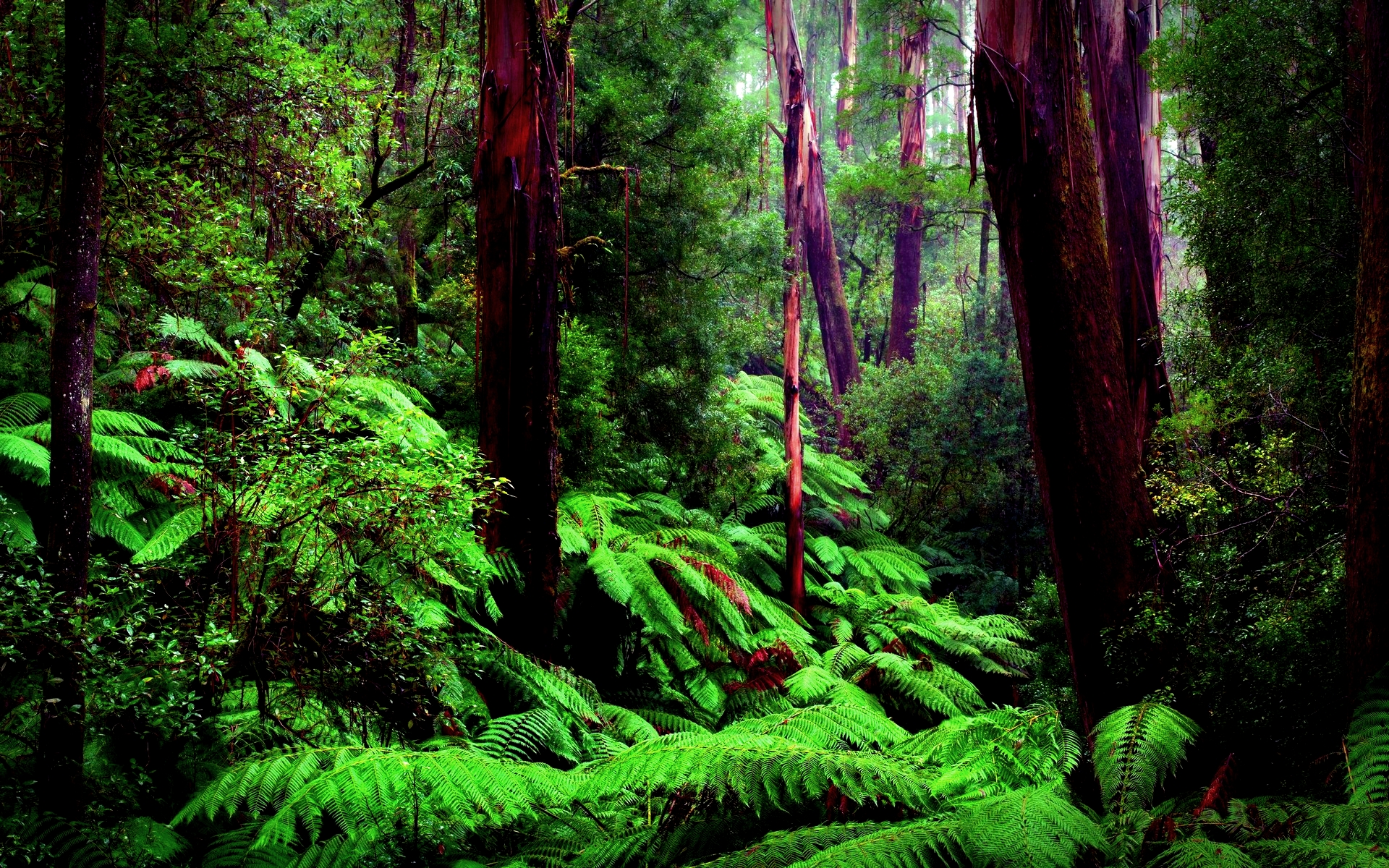 1501458 descargar imagen tierra/naturaleza, bosque, helecho, selva, árbol: fondos de pantalla y protectores de pantalla gratis