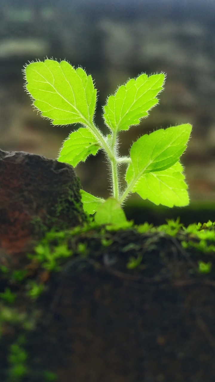 Download mobile wallpaper Plant, Earth for free.