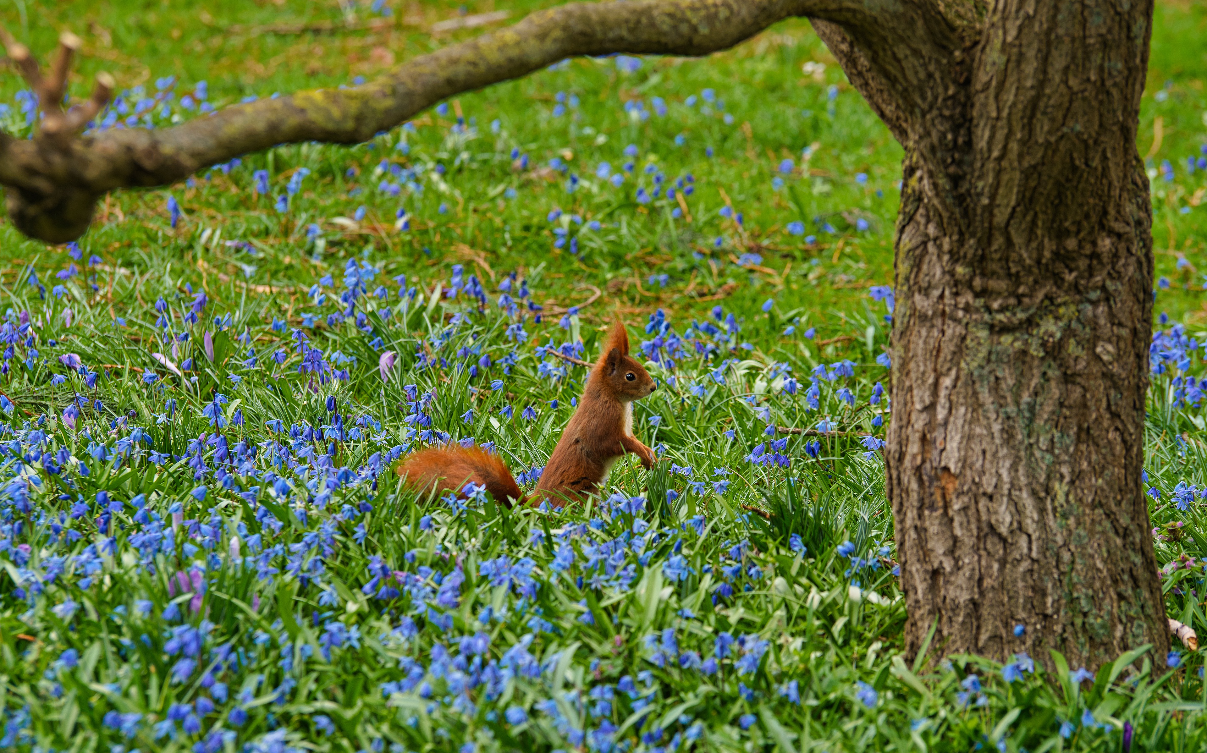 Free download wallpaper Squirrel, Flower, Animal, Rodent, Blue Flower on your PC desktop