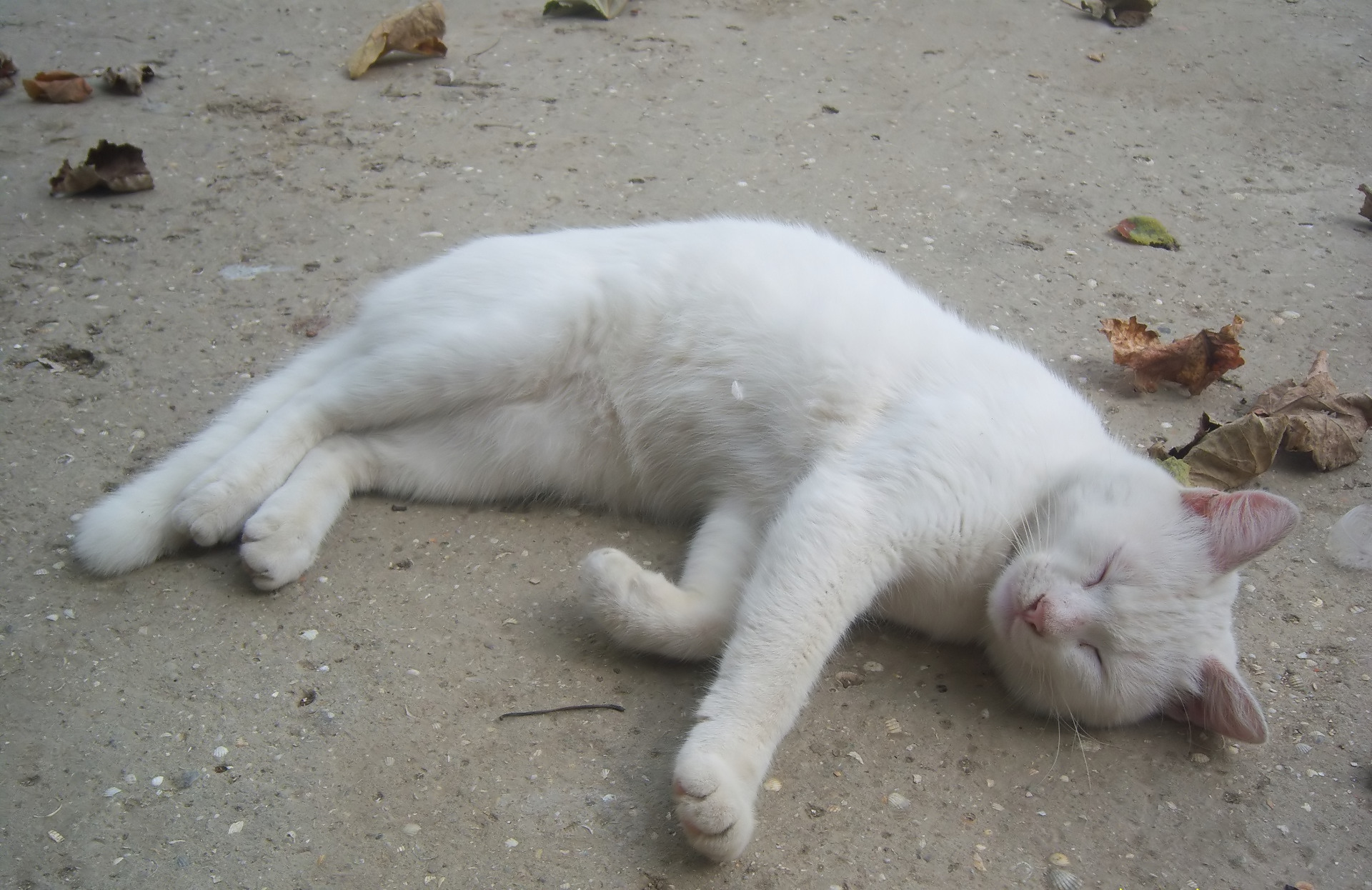 Baixe gratuitamente a imagem Animais, Gatos, Gato na área de trabalho do seu PC