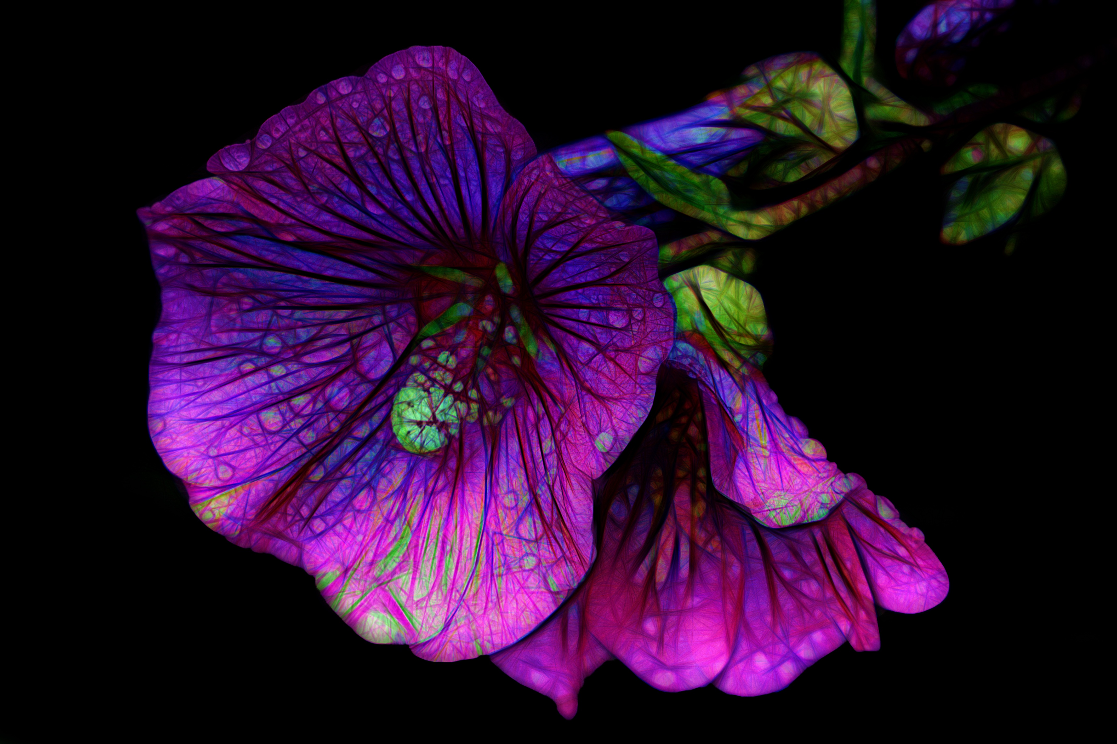 Free download wallpaper Flowers, Flower, Fractal, Artistic, Purple Flower, Water Drop on your PC desktop