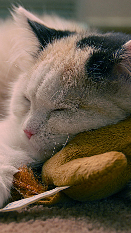 無料モバイル壁紙動物, ネコ, 猫, 子猫, おもちゃ, 睡眠, 可愛いをダウンロードします。