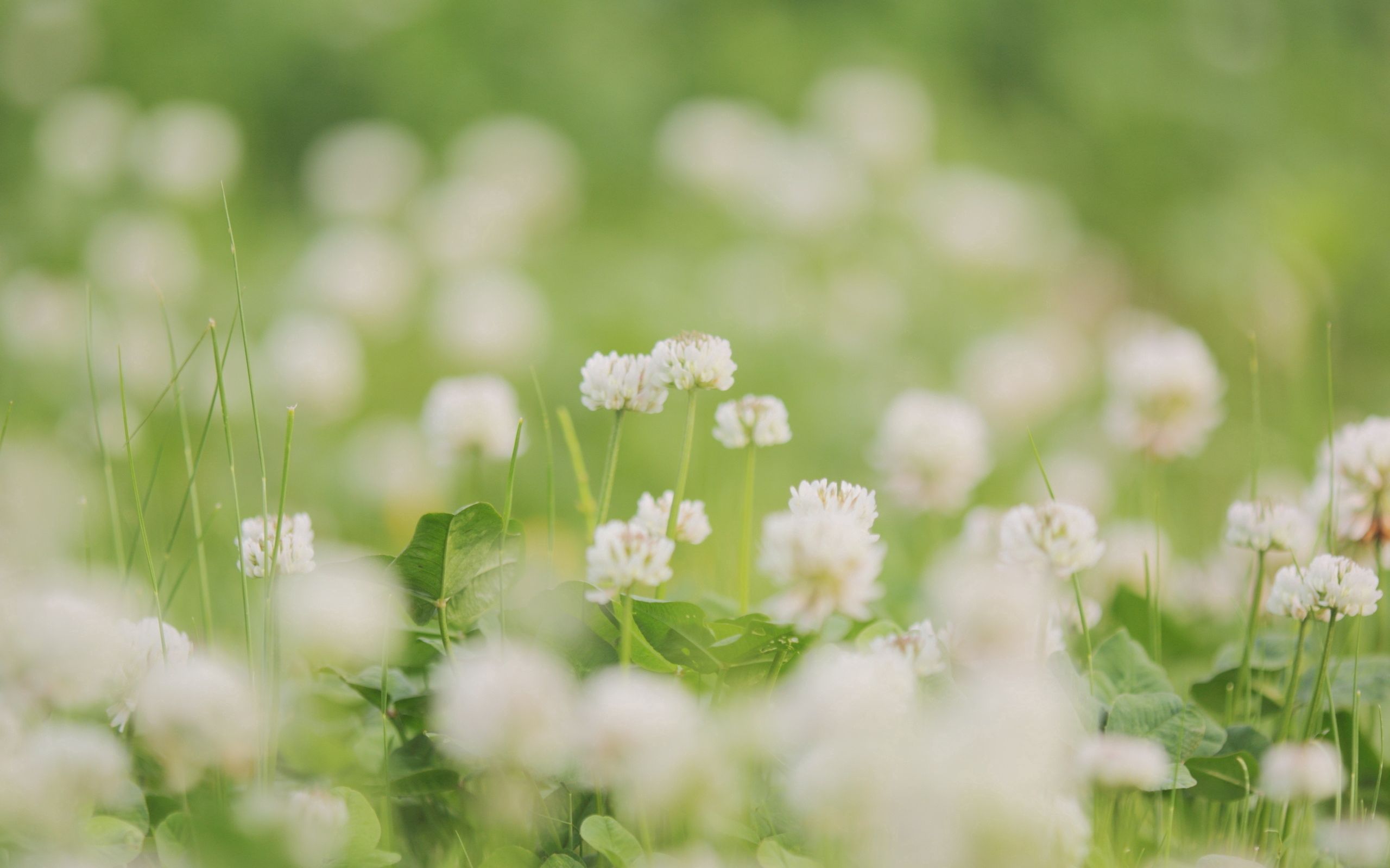 Laden Sie das Grass, Makro, Scheinen, Blumen, Feld, Licht-Bild kostenlos auf Ihren PC-Desktop herunter