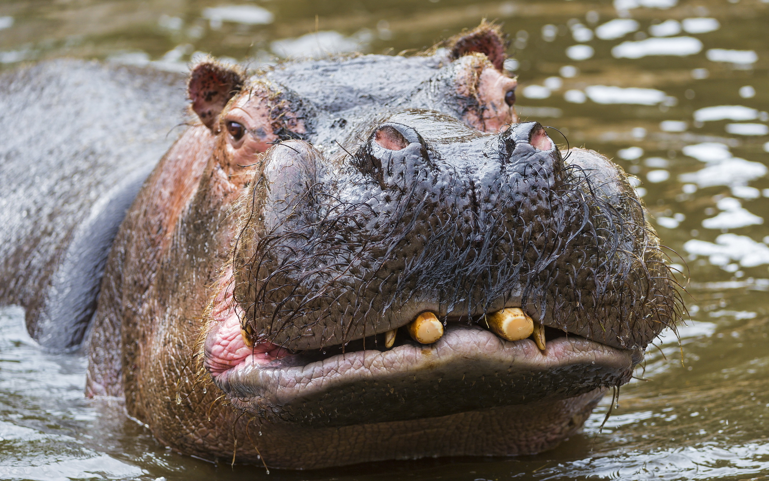 597873 descargar imagen animales, hipopótamo: fondos de pantalla y protectores de pantalla gratis