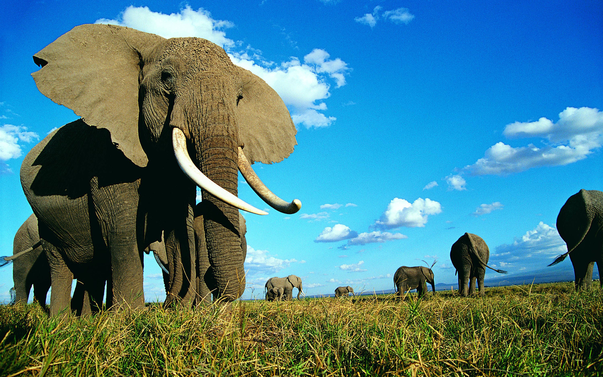 Descarga gratuita de fondo de pantalla para móvil de Elefante Africano De Sabana, Elefantes, Animales.