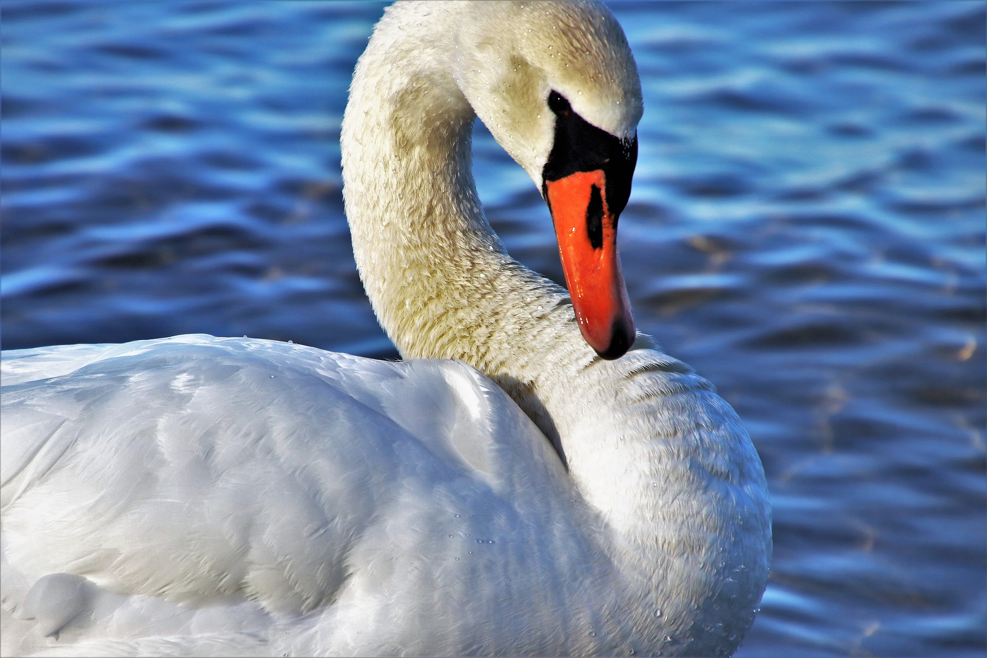 Free download wallpaper Birds, Animal, Swan, Mute Swan on your PC desktop