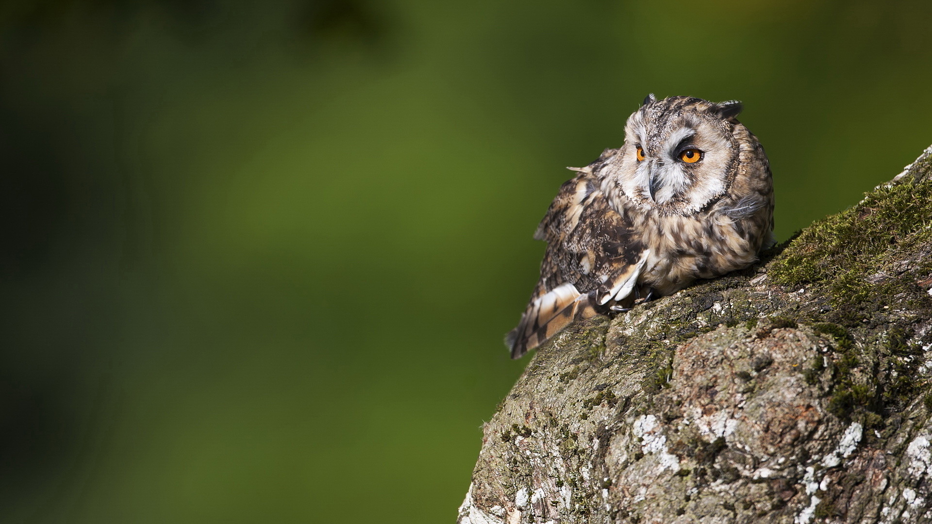 Free download wallpaper Owl, Animal on your PC desktop