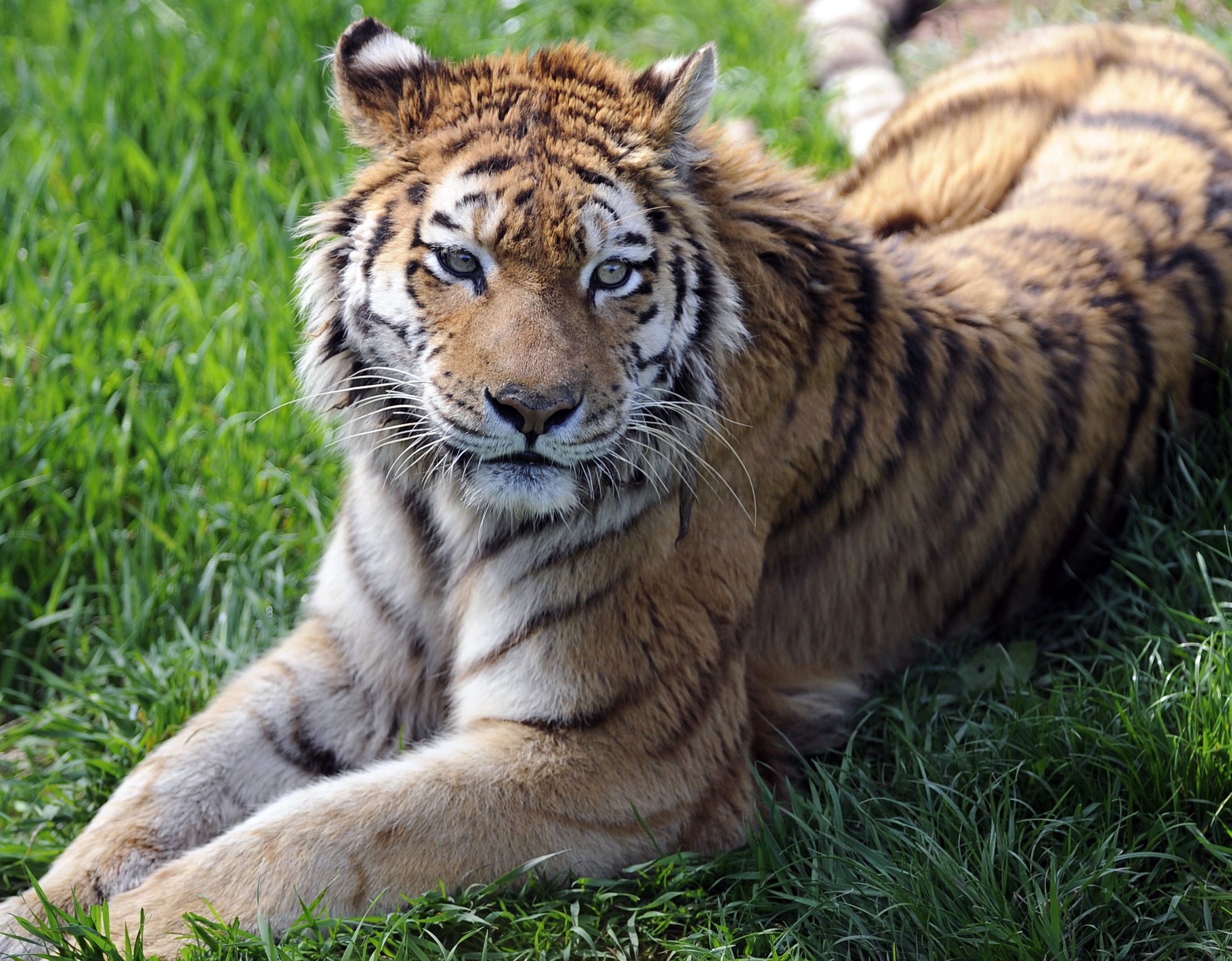 Baixe gratuitamente a imagem Gatos, Animais, Tigre na área de trabalho do seu PC