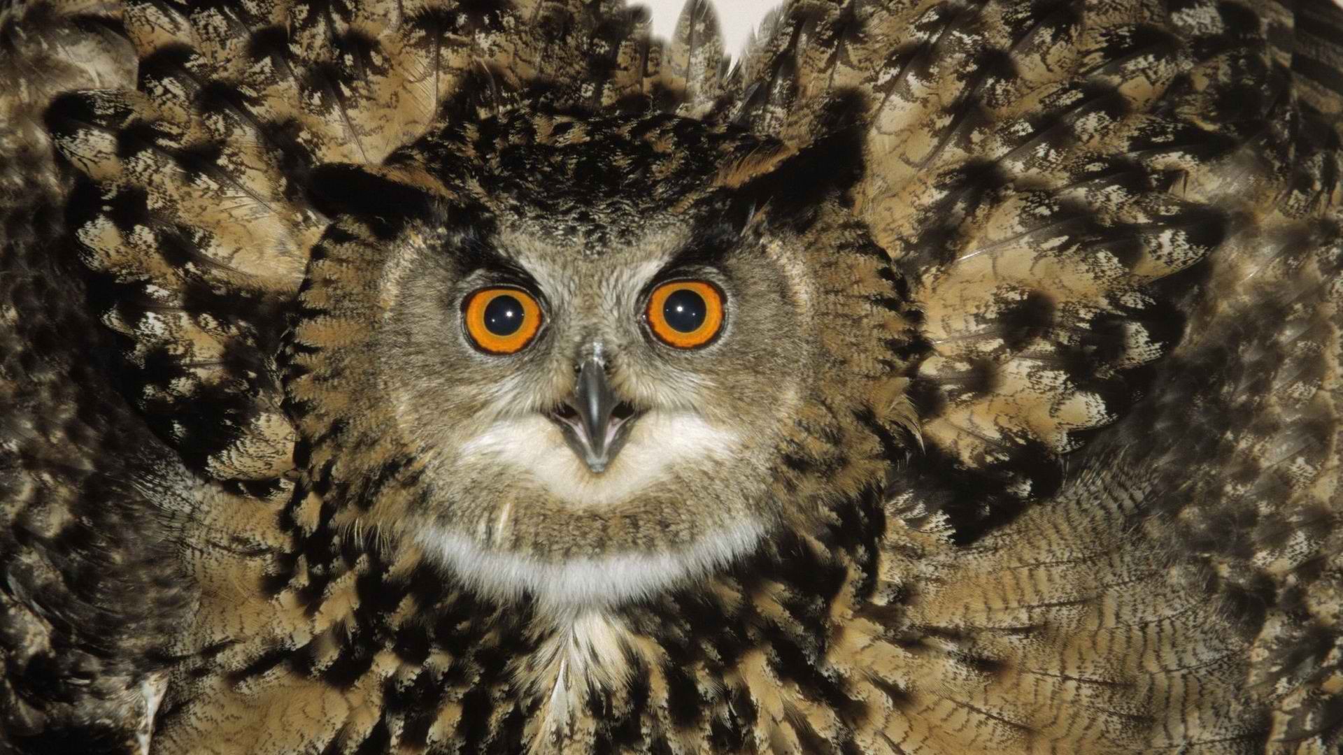 Téléchargez gratuitement l'image Animaux, Hibou, Des Oiseaux sur le bureau de votre PC