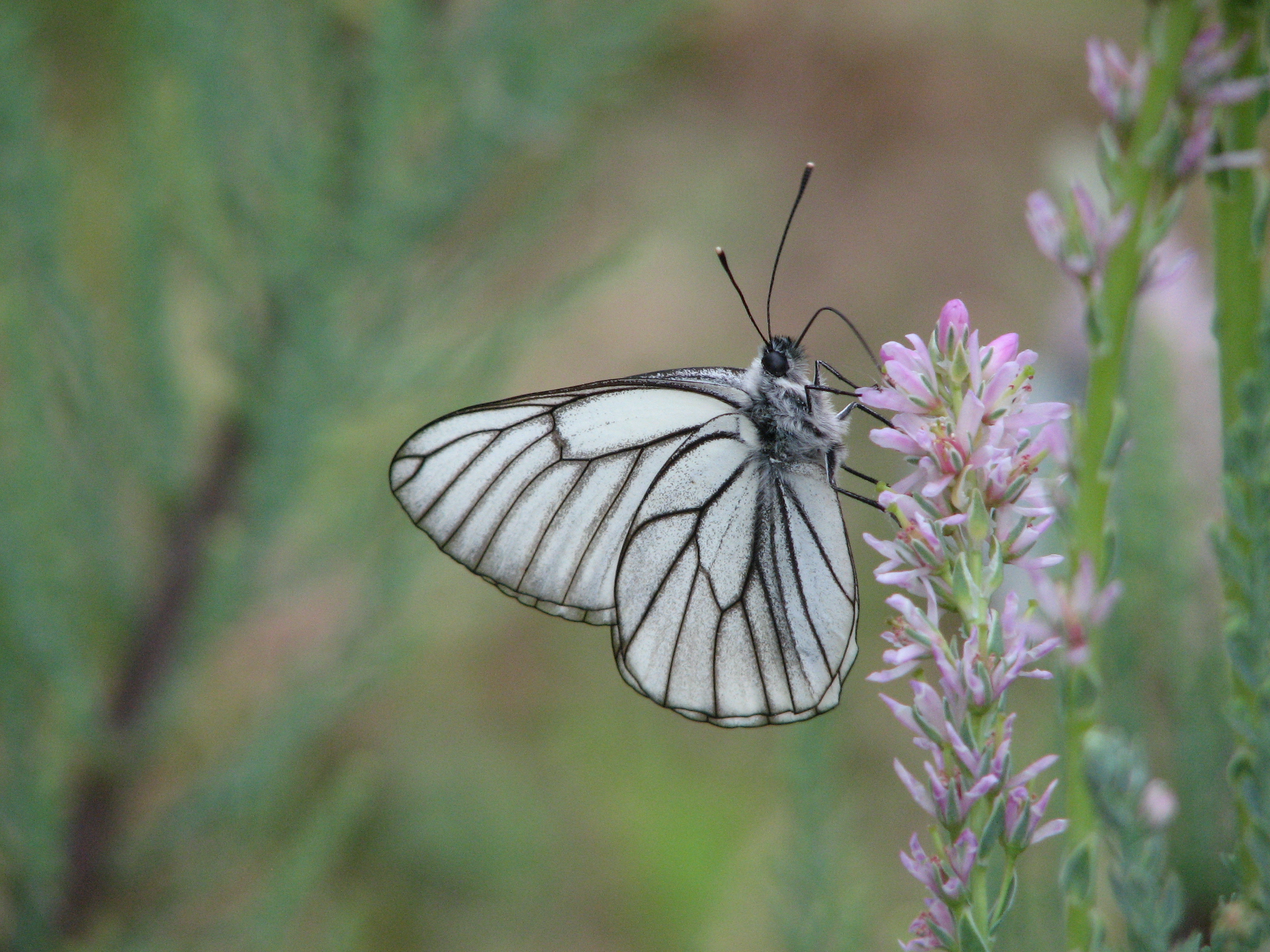 Download mobile wallpaper Butterfly, Animal for free.