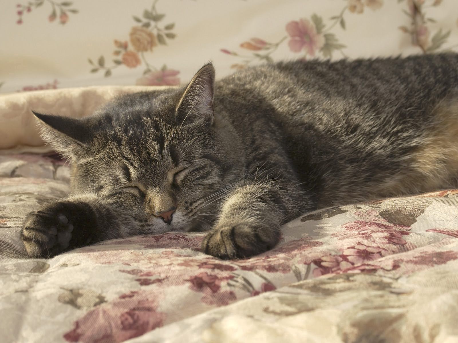 Handy-Wallpaper Katze, Bett, Pfote, Traum, Schlafen, Der Kater, Tiere kostenlos herunterladen.
