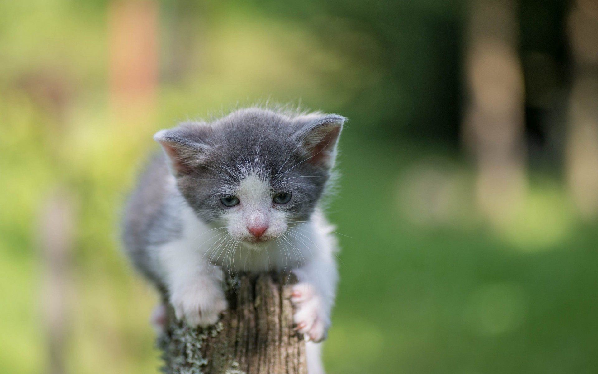 Скачати мобільні шпалери Кішка, Кошеня, Тварина, Коти безкоштовно.