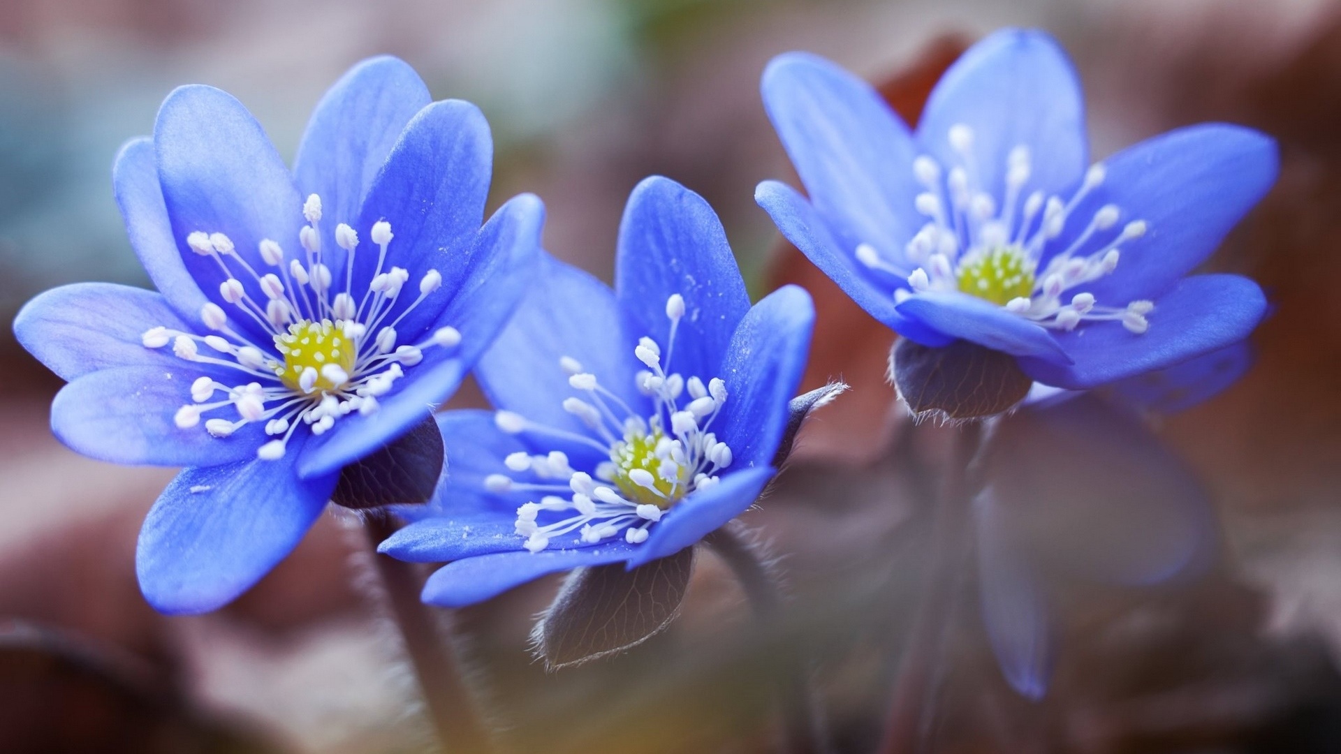 Descarga gratis la imagen Flores, Flor, Nomeolvides, Tierra/naturaleza, Flor Azul en el escritorio de tu PC
