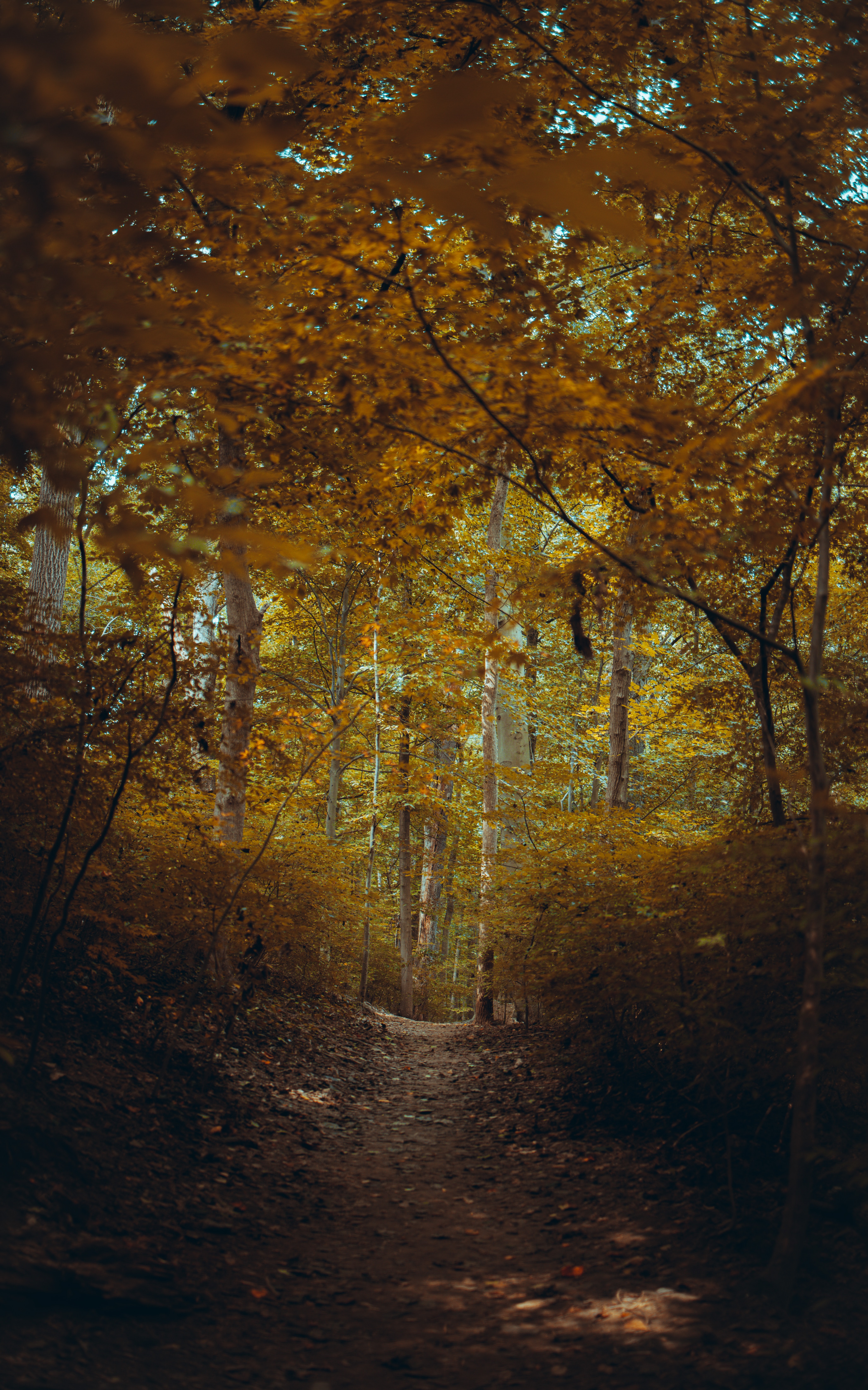 Baixe gratuitamente a imagem Natureza, Outono, Caminho, Galhos, Ramos, Árvores, Floresta na área de trabalho do seu PC