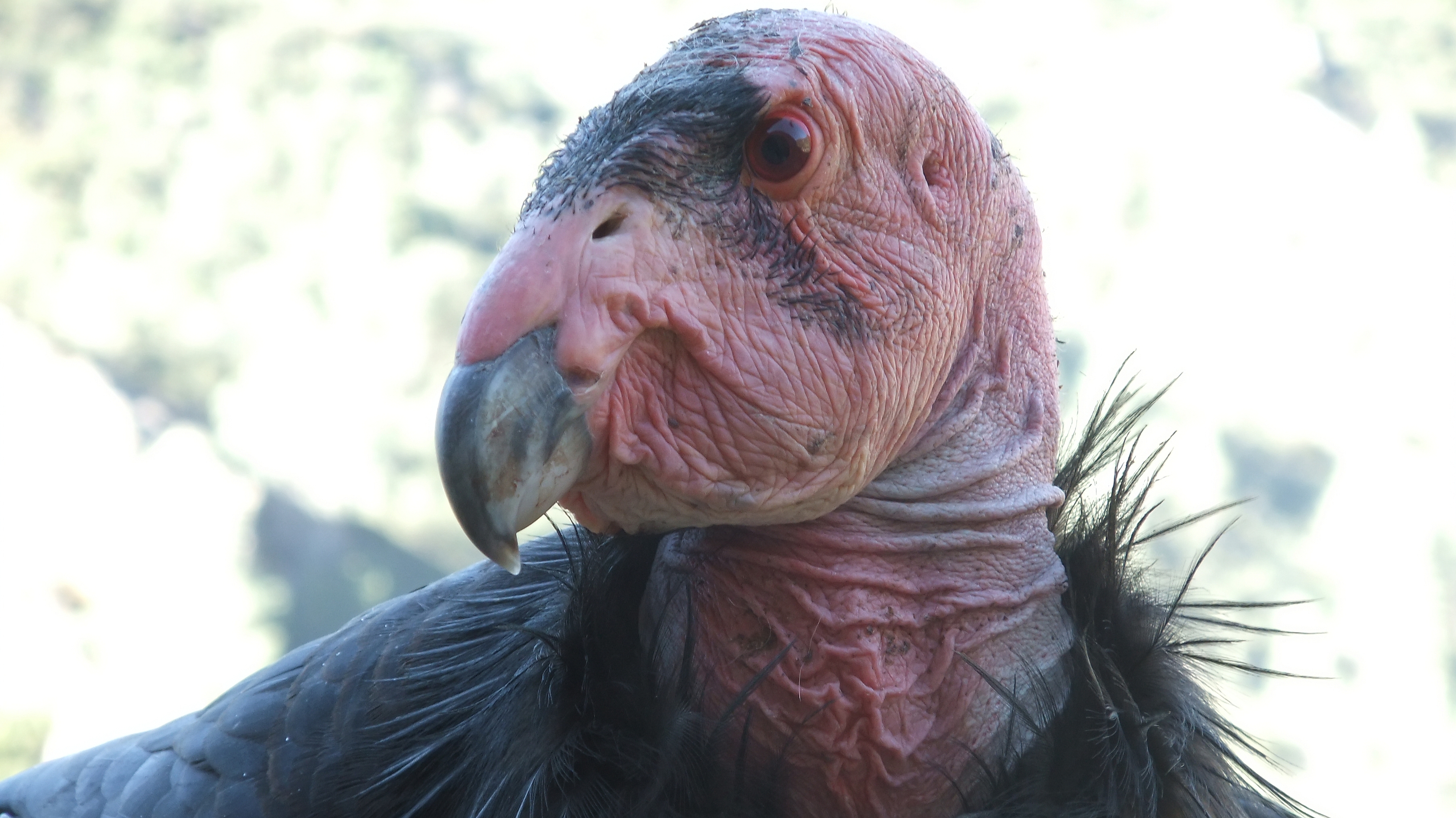 352886 Hintergrundbild herunterladen tiere, kalifornischer kondor, vögel - Bildschirmschoner und Bilder kostenlos