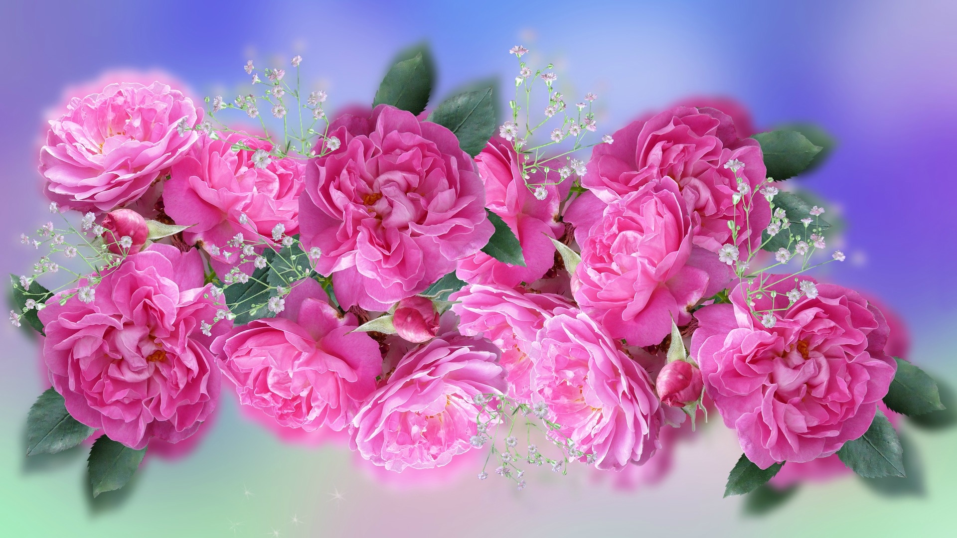 Download mobile wallpaper Flowers, Rose, Earth, Pink Flower, Pink Rose, Baby's Breath for free.
