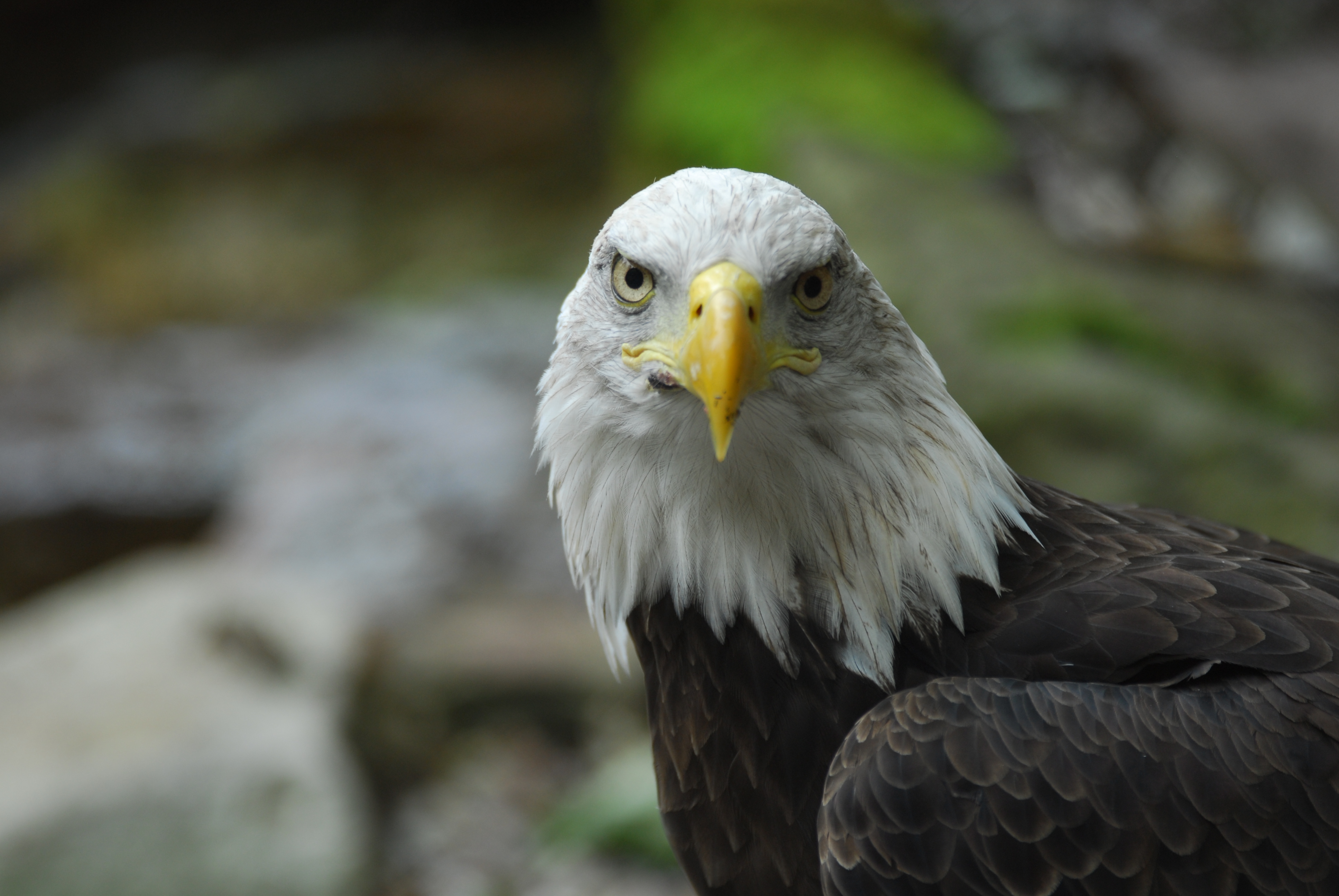 bald eagle, animals, feather, bird, beak, predator, eagle, white headed eagle HD wallpaper