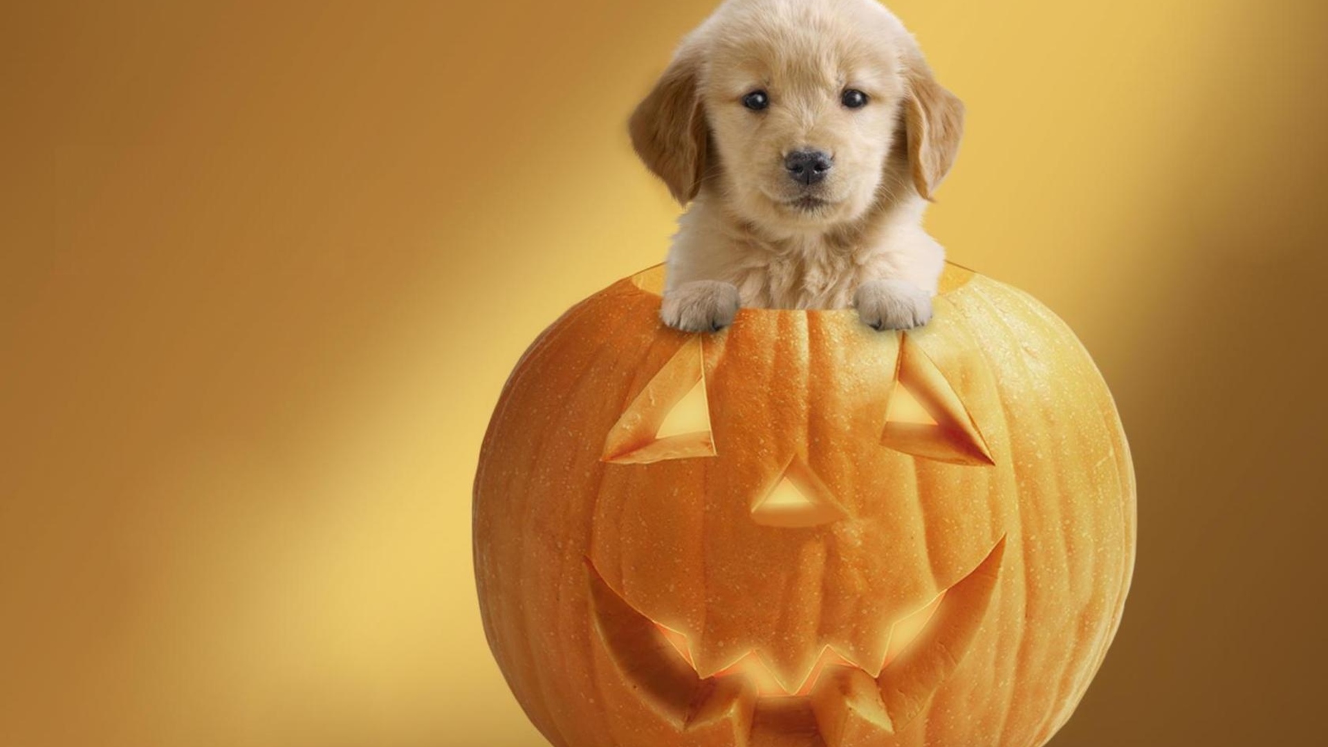 552204画像をダウンロード子犬, ホリデー, ハロウィン, 可愛い, かぼちゃ-壁紙とスクリーンセーバーを無料で