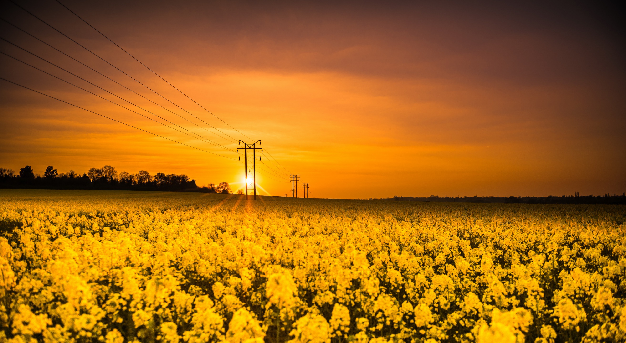 Free download wallpaper Nature, Sunset, Flower, Earth, Field, Yellow Flower, Power Line, Rapeseed on your PC desktop