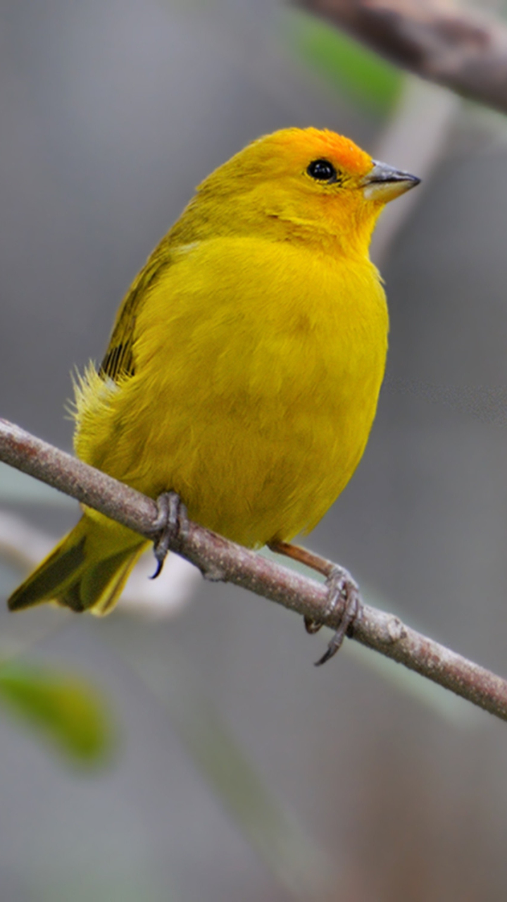 Descarga gratuita de fondo de pantalla para móvil de Animales, Rama, Aves, Ave.