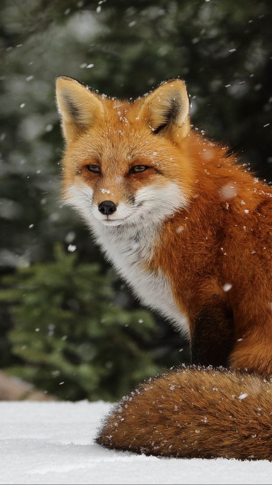 Download mobile wallpaper Snow, Fox, Animal for free.