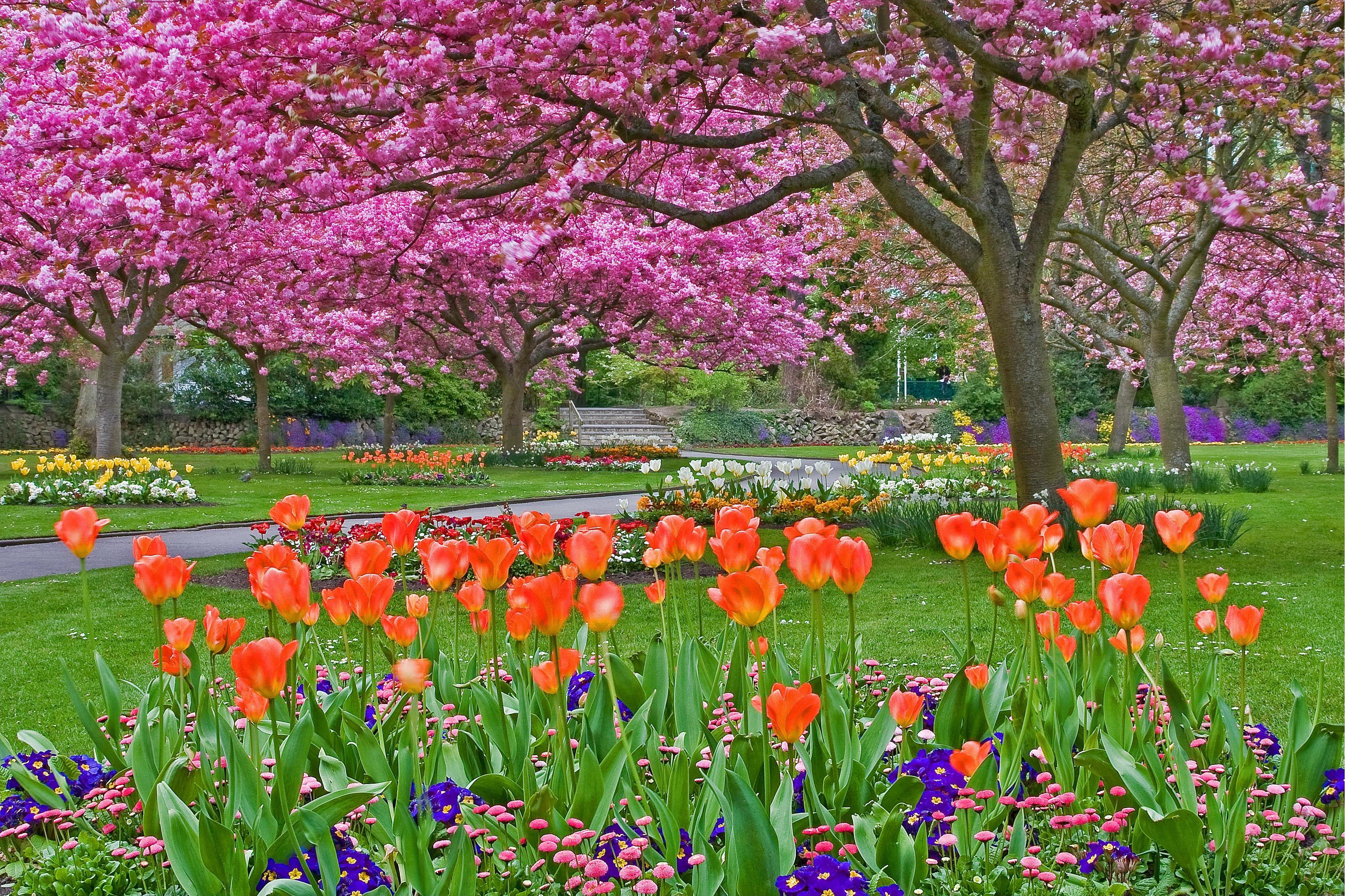 Скачати мобільні шпалери Квітка, Парк, Дерево, Весна, Тюльпан, Фотографія безкоштовно.