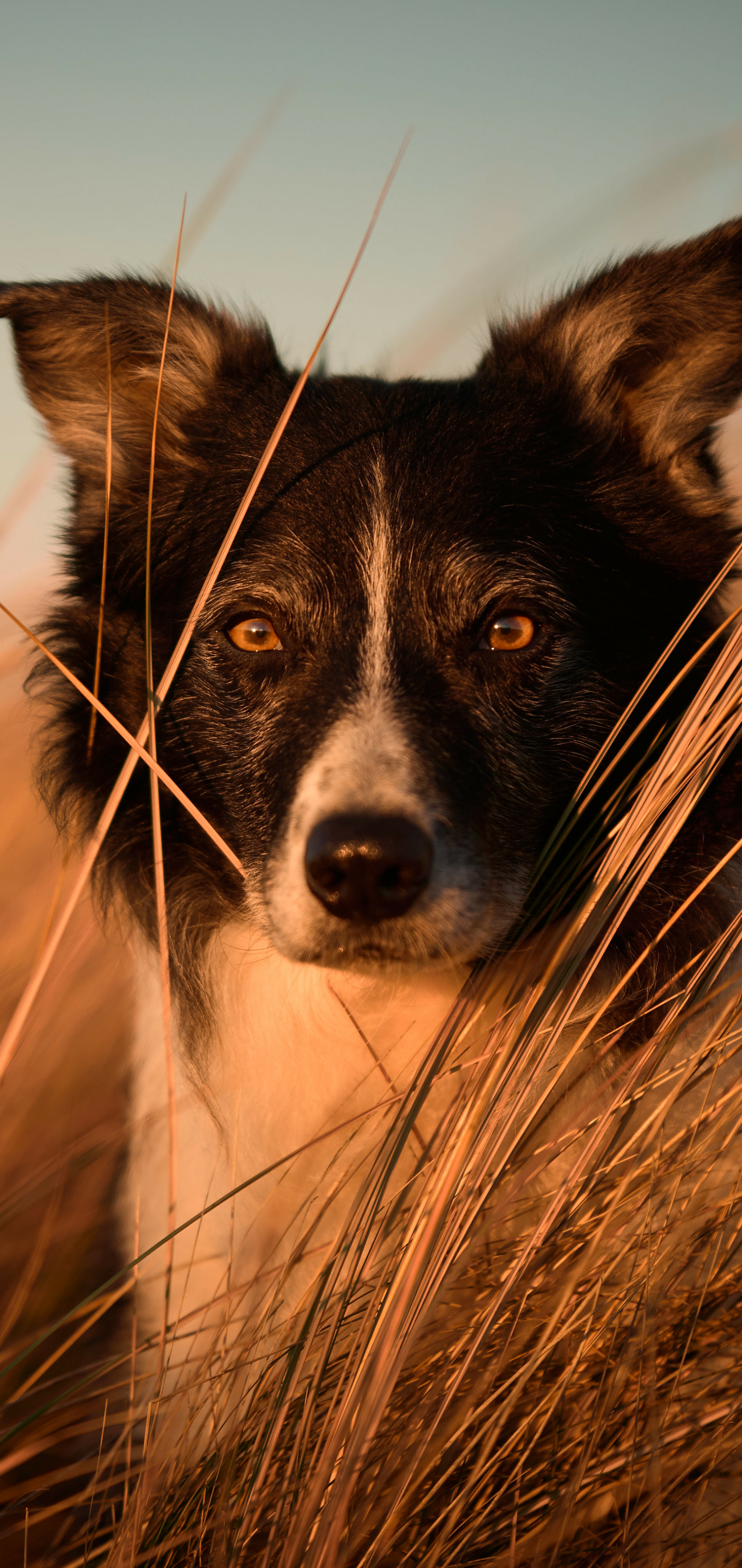 Handy-Wallpaper Tiere, Hunde, Border Collie kostenlos herunterladen.