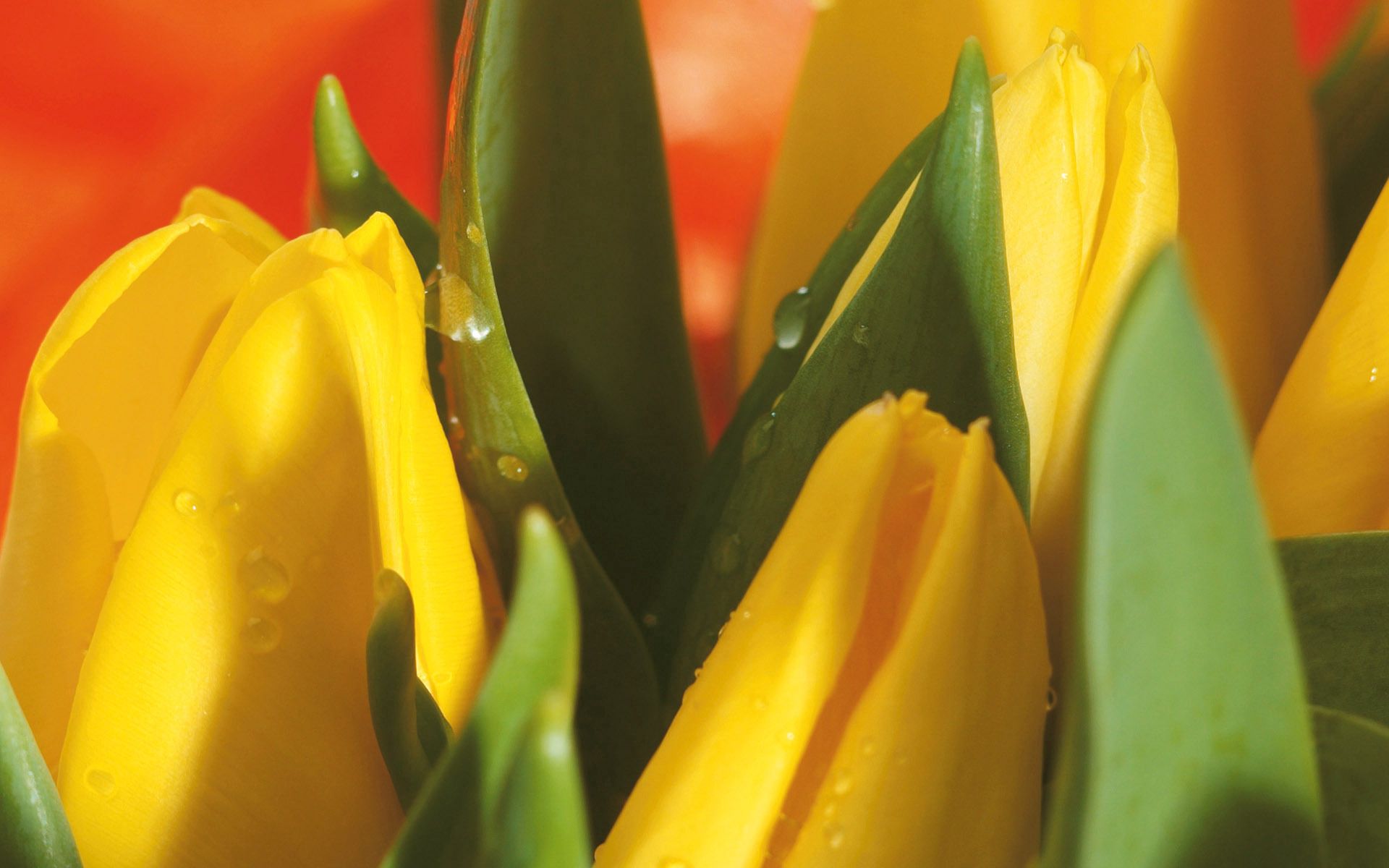 133145 descargar fondo de pantalla flores, hojas, tulipanes, drops, macro, ramo: protectores de pantalla e imágenes gratis