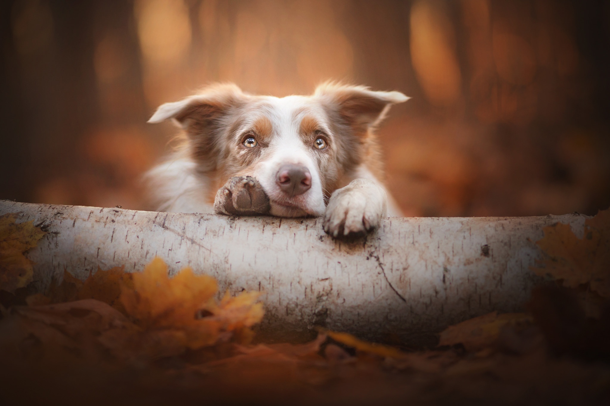 Download mobile wallpaper Border Collie, Dogs, Dog, Animal for free.