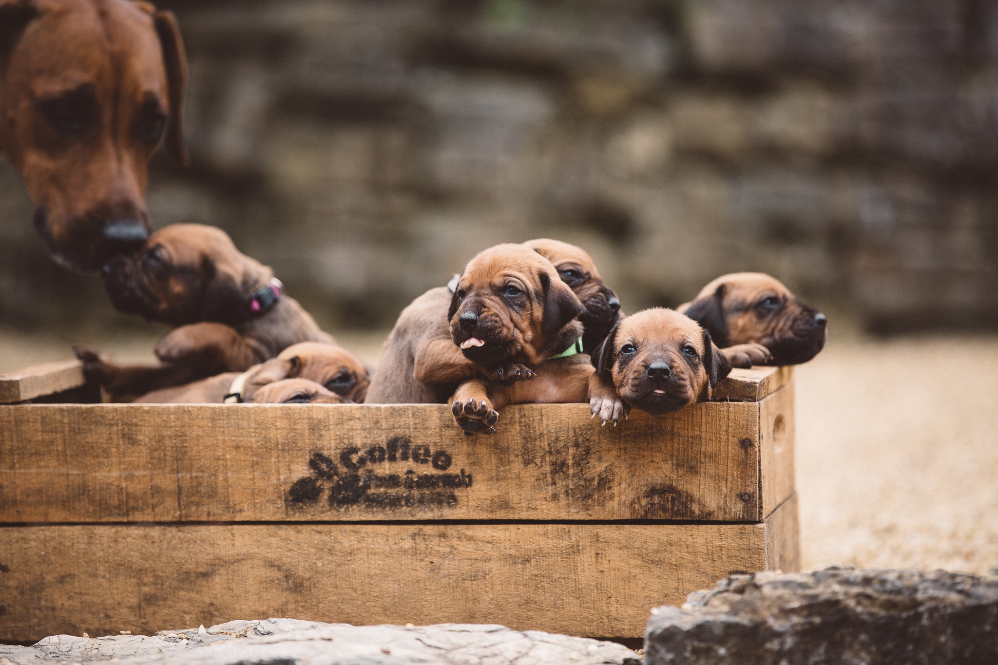 Laden Sie das Tiere, Hunde, Hund, Welpen, Tierbaby-Bild kostenlos auf Ihren PC-Desktop herunter