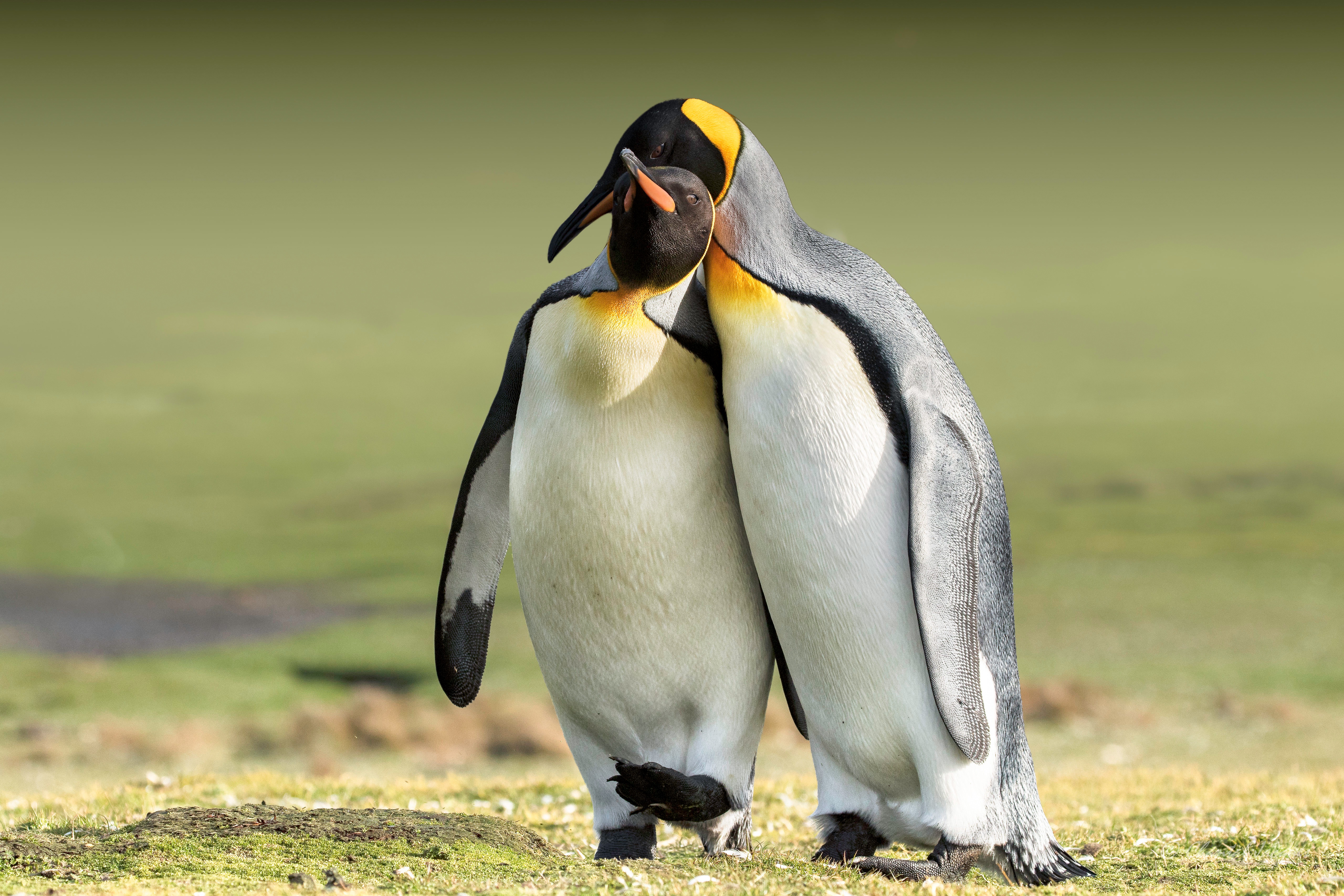 Baixar papel de parede para celular de Pinguim, Aves, Animais gratuito.