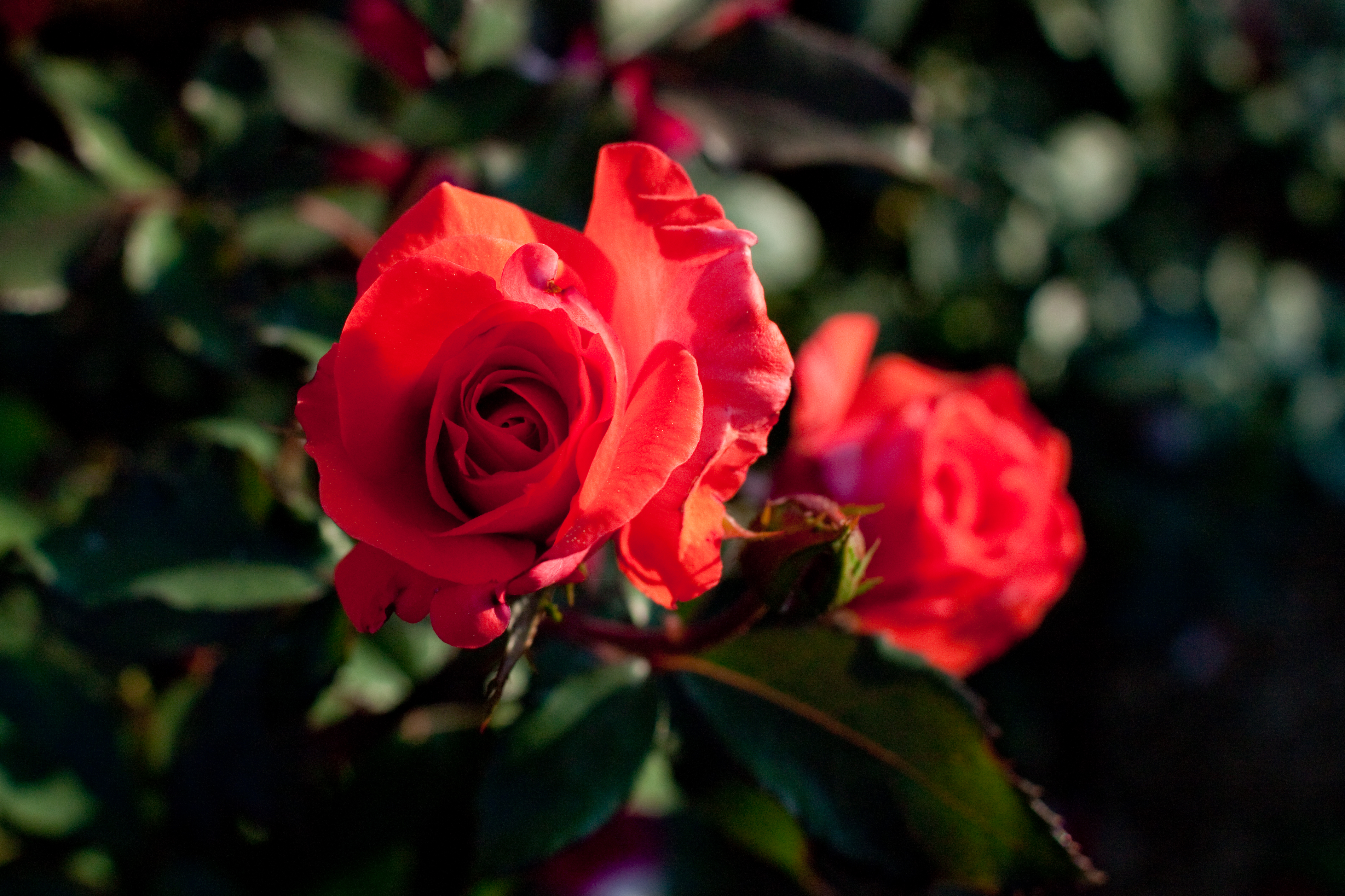 Téléchargez gratuitement l'image Fleurs, Rose, Terre/nature sur le bureau de votre PC