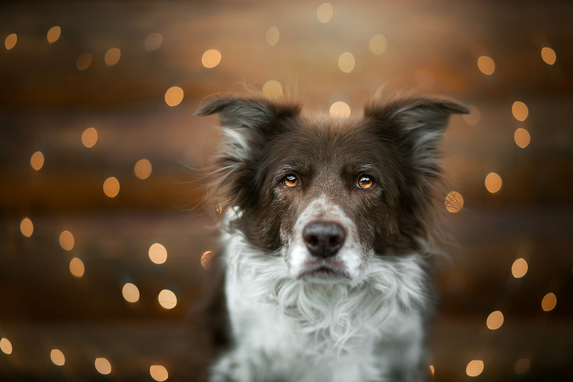 Download mobile wallpaper Dogs, Dog, Animal, Bokeh, Border Collie for free.