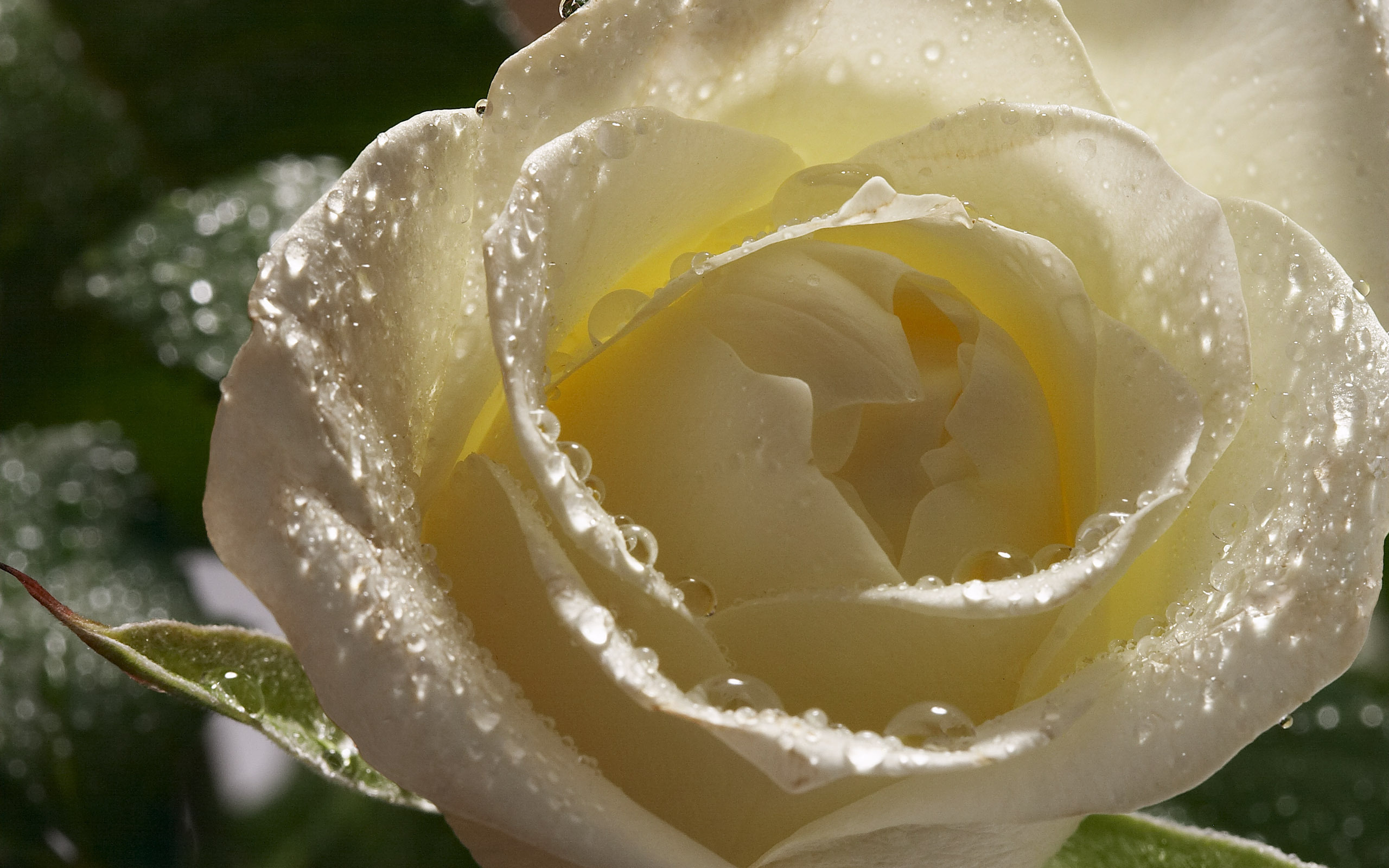 無料モバイル壁紙薔薇, 地球をダウンロードします。