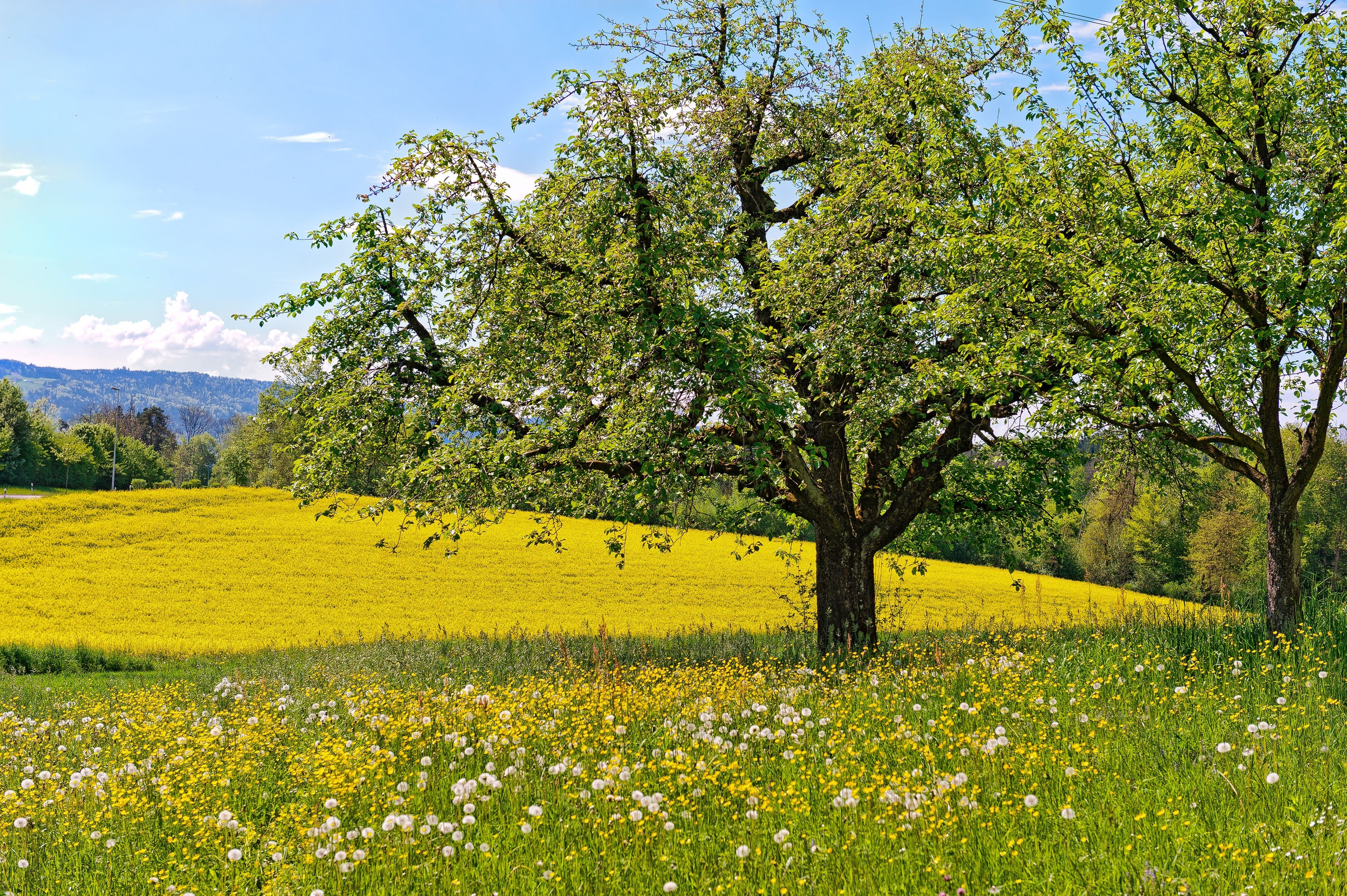 Download mobile wallpaper Dandelion, Trees, Meadow, Spring, Tree, Flower, Earth for free.