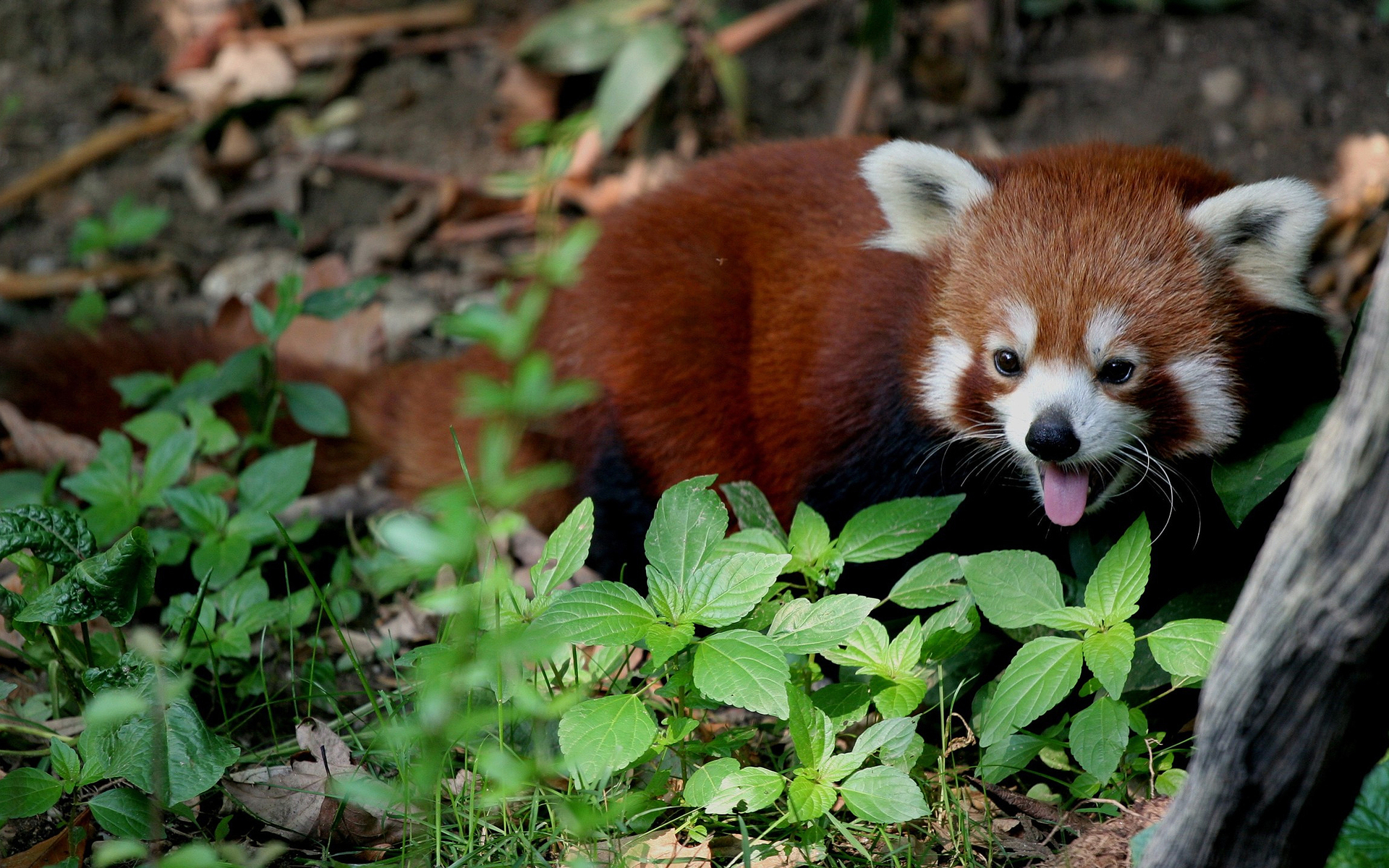 Descarga gratuita de fondo de pantalla para móvil de Animales, Panda Rojo.