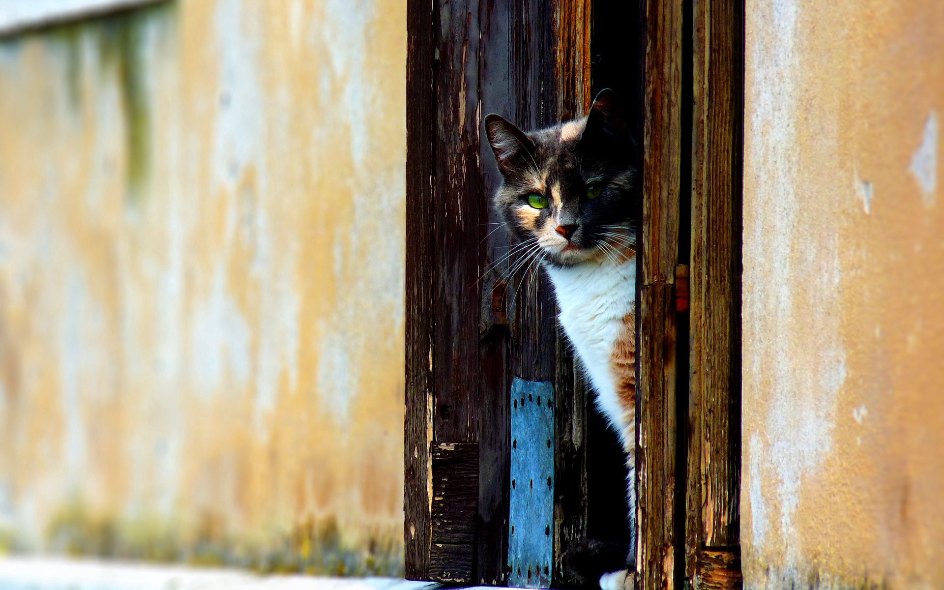 animals, cat, spotted, spotty, door, peek out, look out HD wallpaper