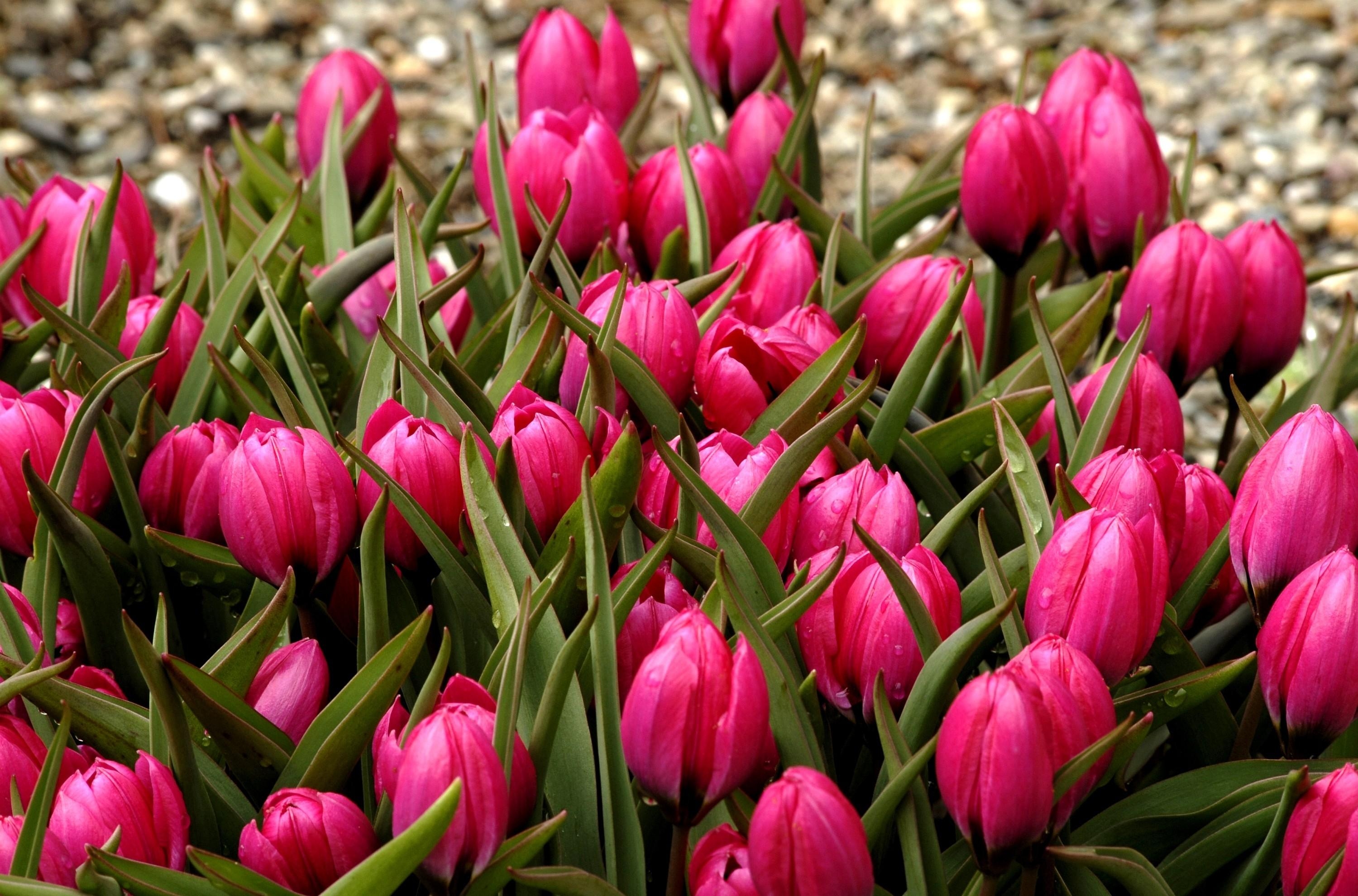 130664 baixar papel de parede tulipas, flores, canteiro de flores, buds, botões, lindamente, é lindo - protetores de tela e imagens gratuitamente
