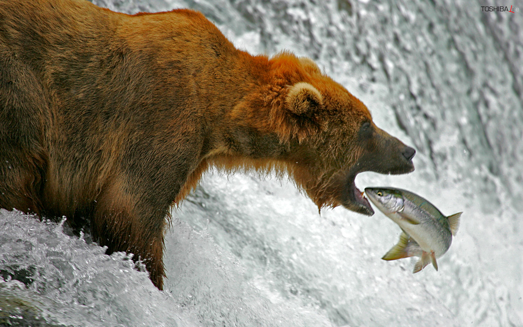 Laden Sie das Tiere, Bären, Wasserfall, Bär, Fluss, Fisch-Bild kostenlos auf Ihren PC-Desktop herunter