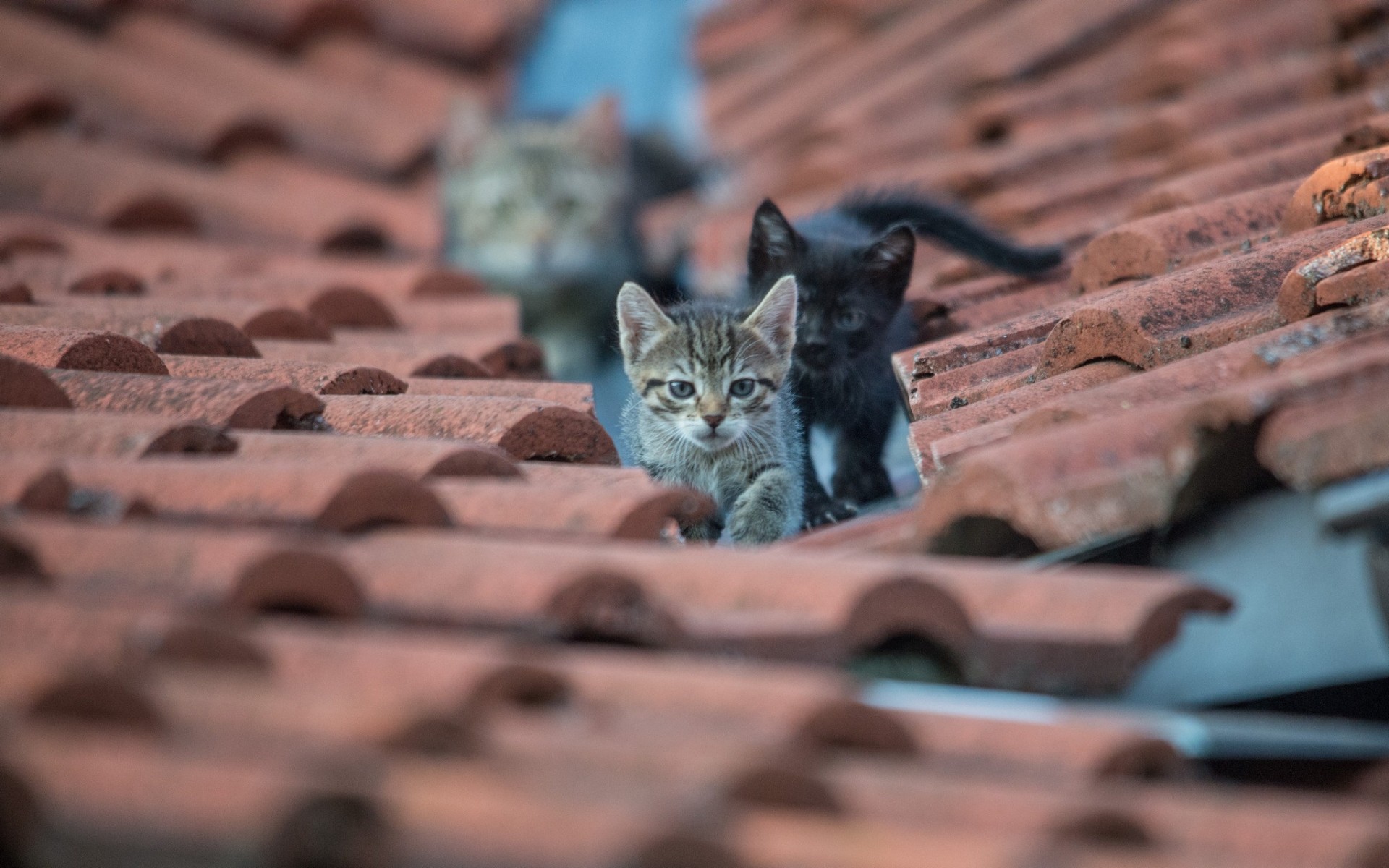 Handy-Wallpaper Tiere, Katzen, Katze kostenlos herunterladen.