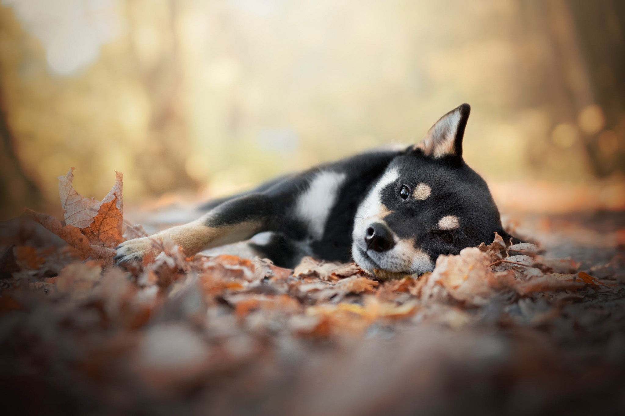 Download mobile wallpaper Dogs, Dog, Fall, Animal, Puppy, Shiba Inu, Baby Animal, Depth Of Field for free.