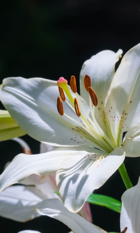 Descarga gratuita de fondo de pantalla para móvil de Flores, Flor, Lirio, Flor Blanca, Tierra/naturaleza.