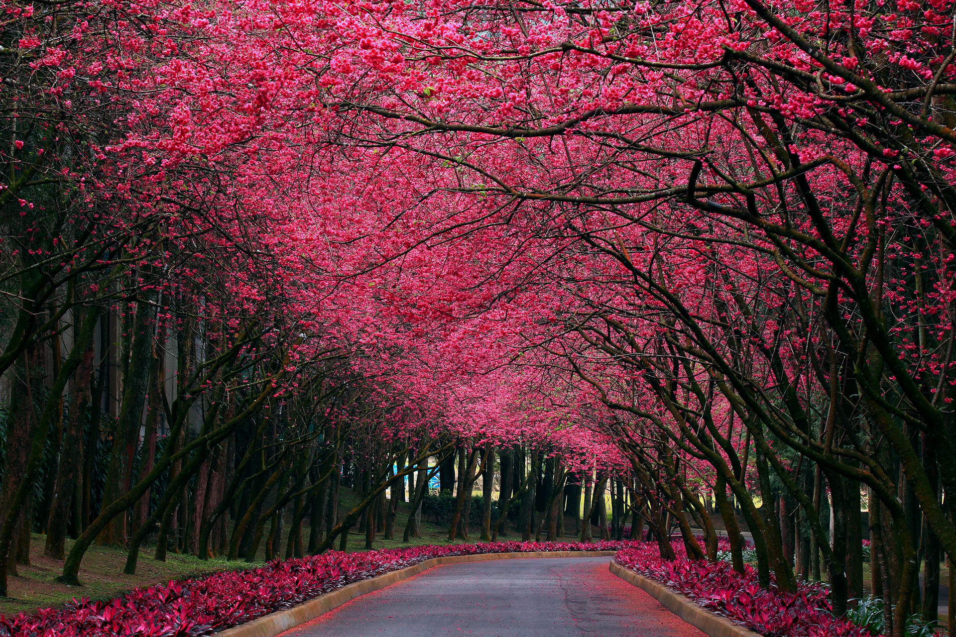 Free download wallpaper Flowers, Roads, Landscape, Trees on your PC desktop