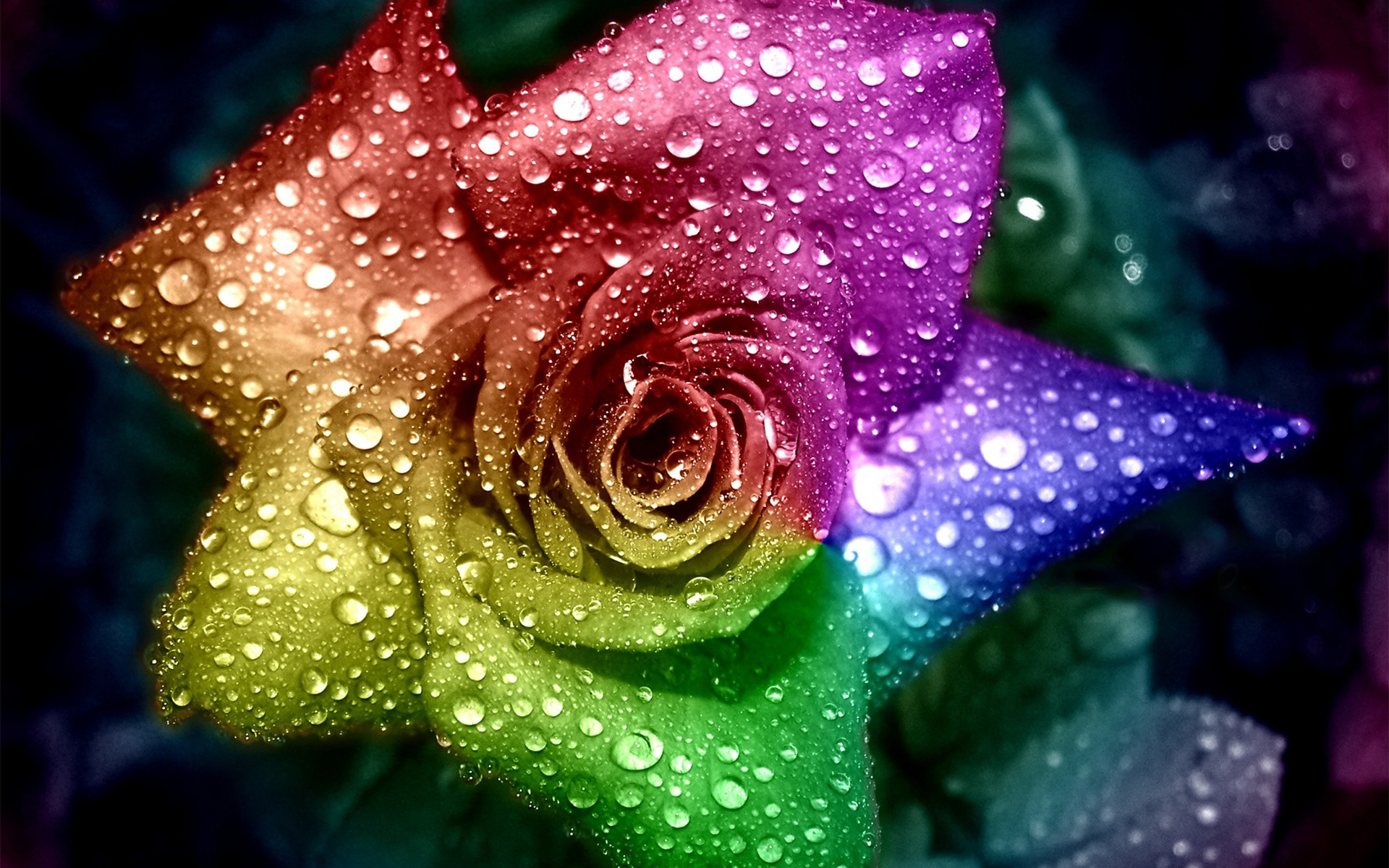 Download mobile wallpaper Flowers, Rose, Earth for free.