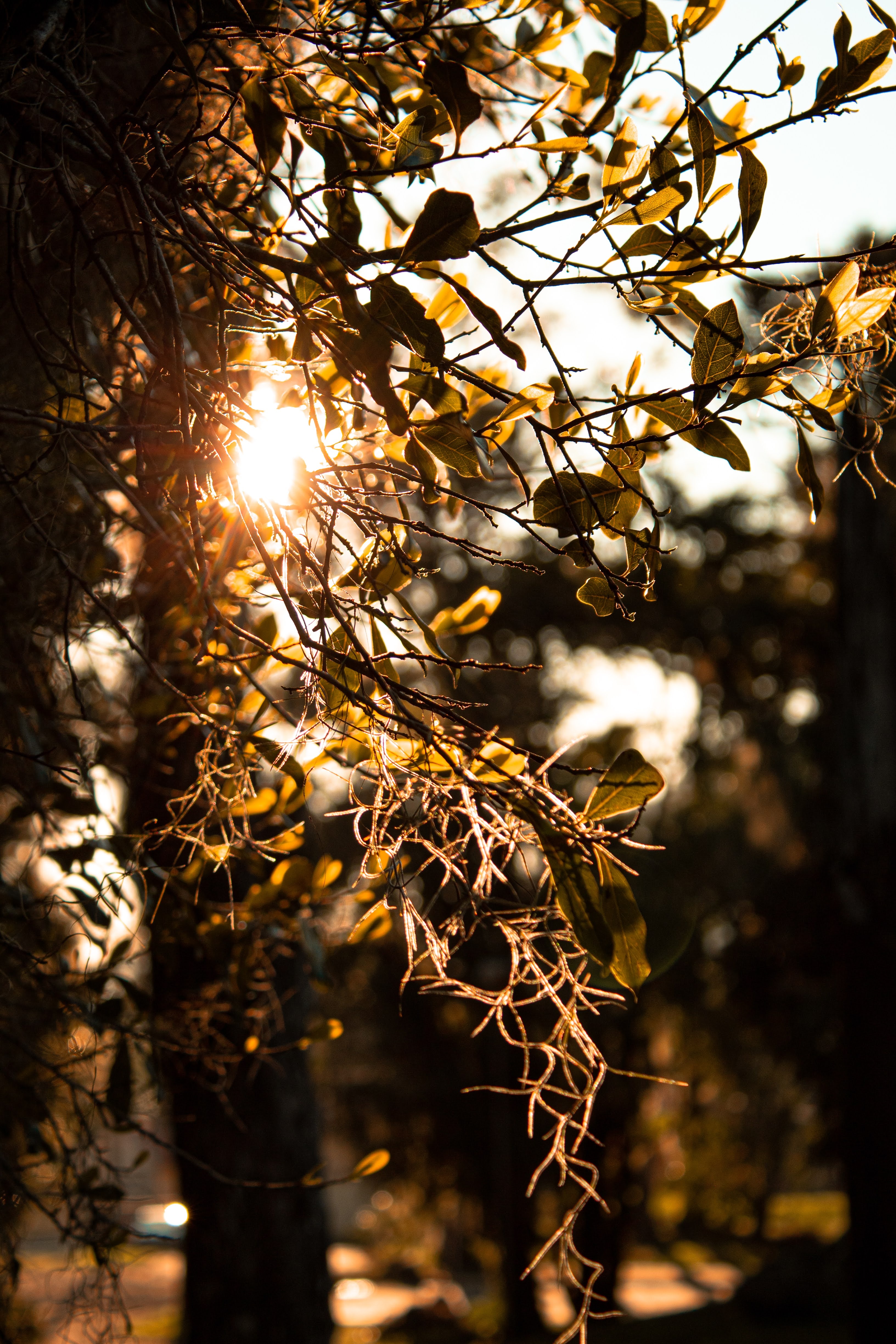 Free download wallpaper Wood, Rays, Tree, Branches, Holidays, Sun, Beams on your PC desktop