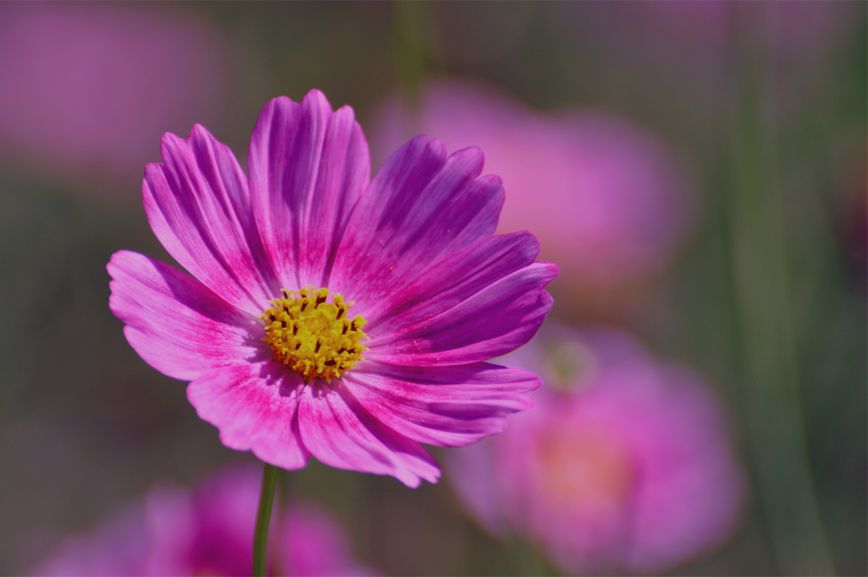 Téléchargez gratuitement l'image Fleurs, Fleur, Terre/nature sur le bureau de votre PC